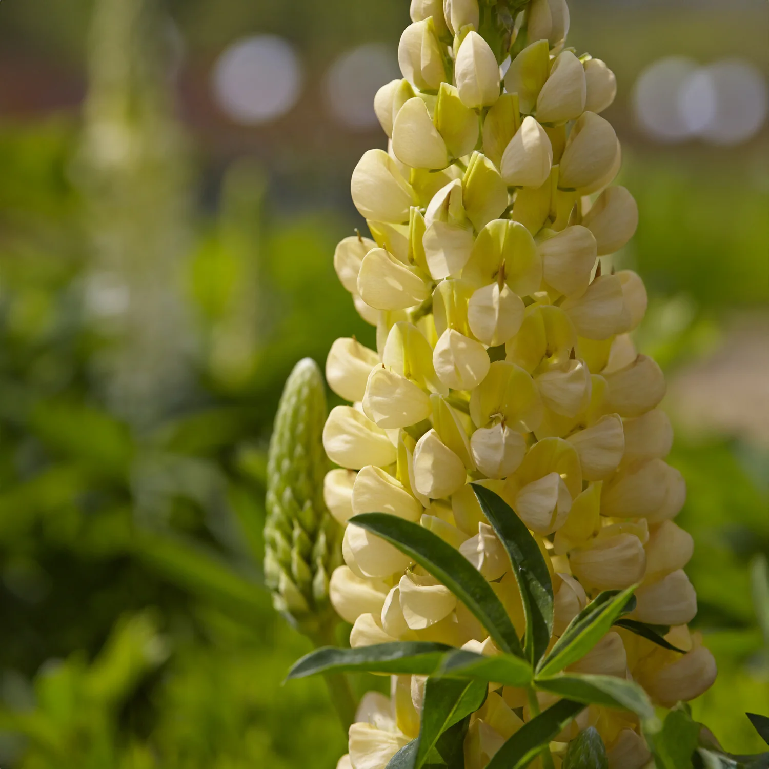 Lupin Gallery Yellow - Image 3