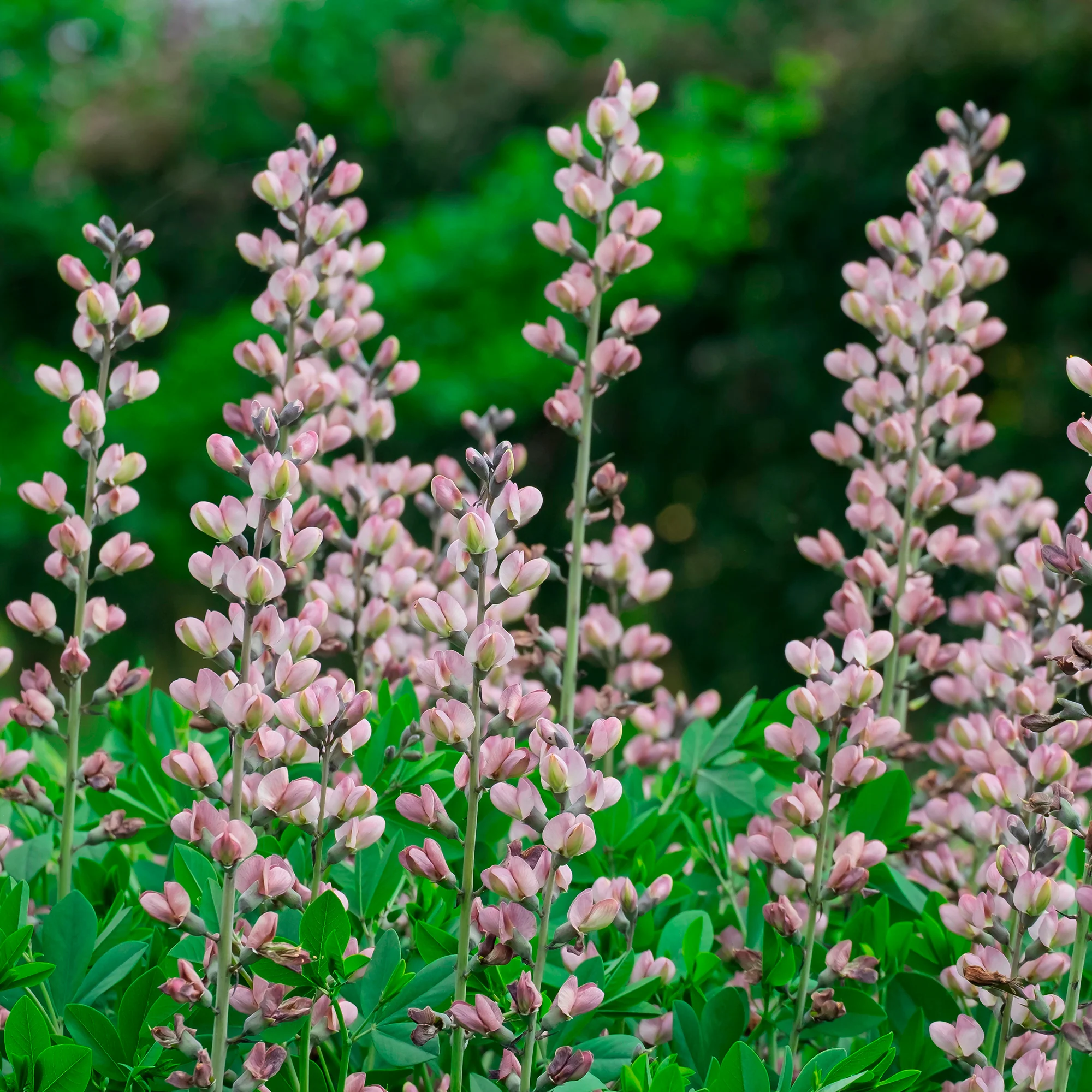 Lupin indigo Pink Truffles - Image 2