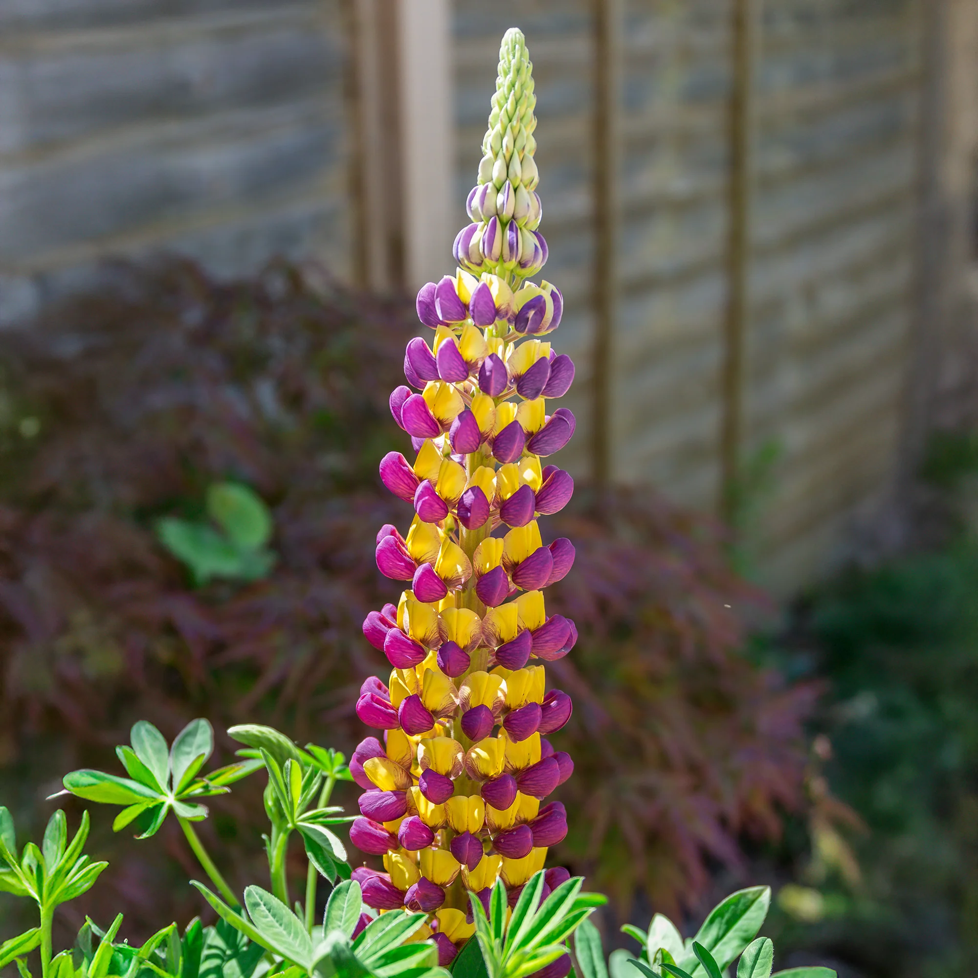 Lupin Manhattan Lights®