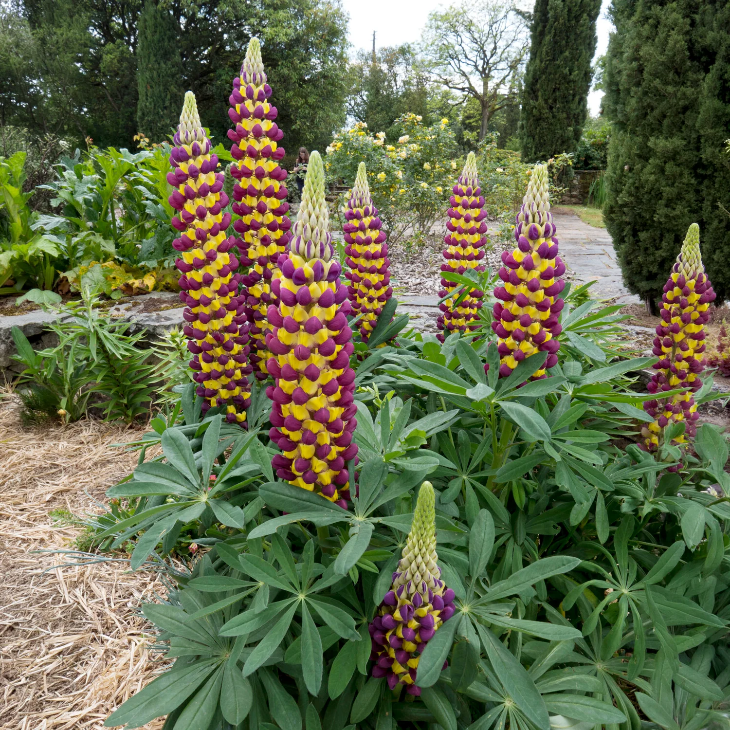 Lupin Manhattan Lights® - Image 2