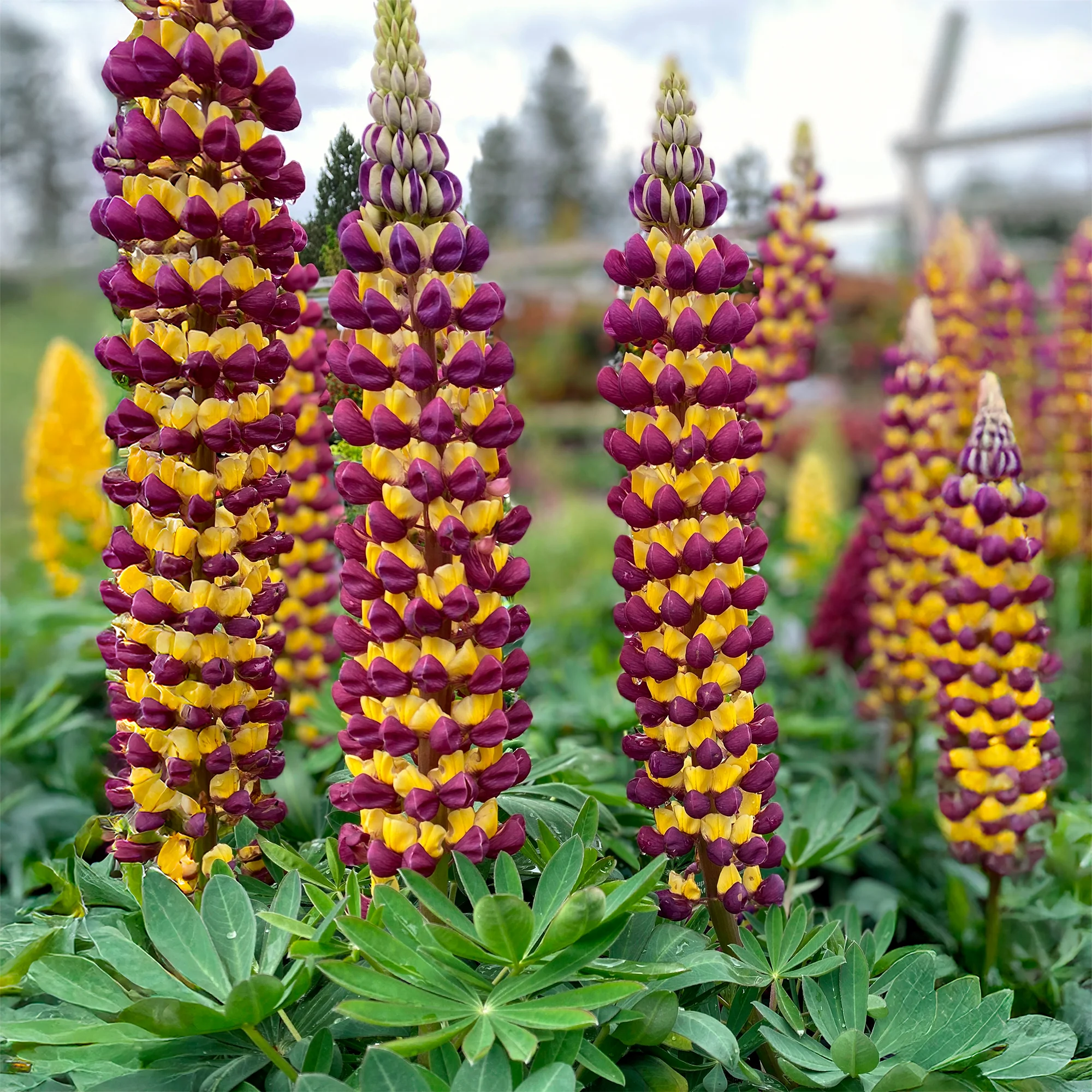 Lupin Manhattan Lights® - Image 3