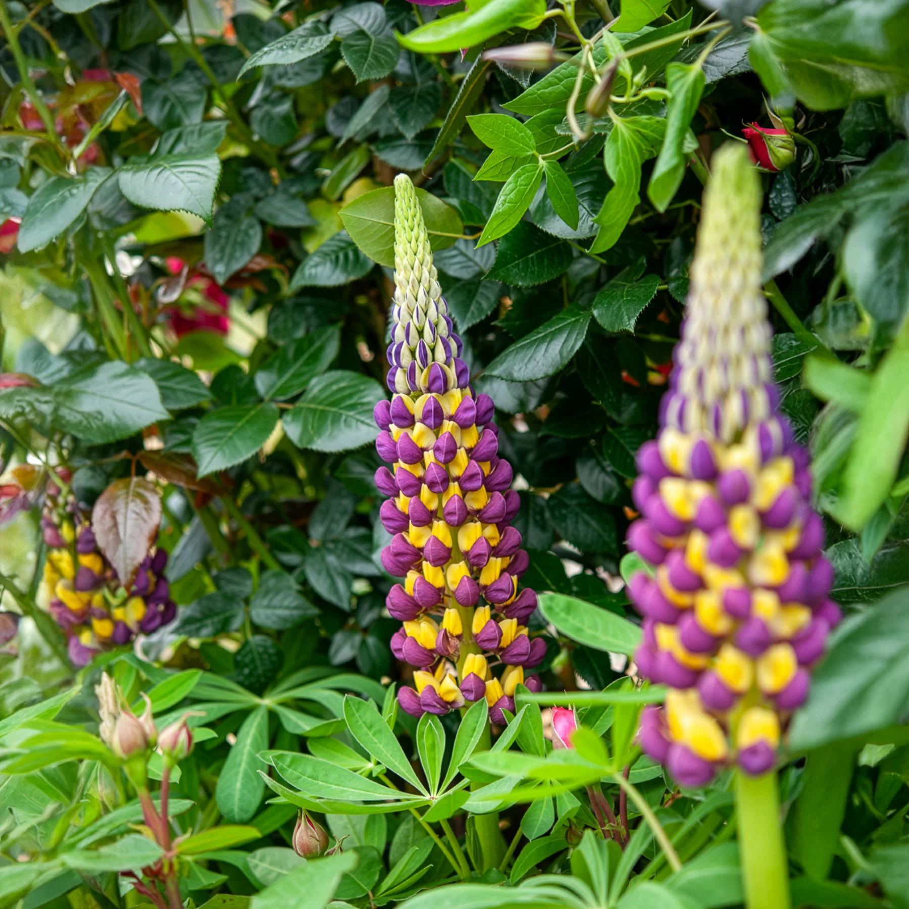 Lupin Manhattan Lights® - Image 4