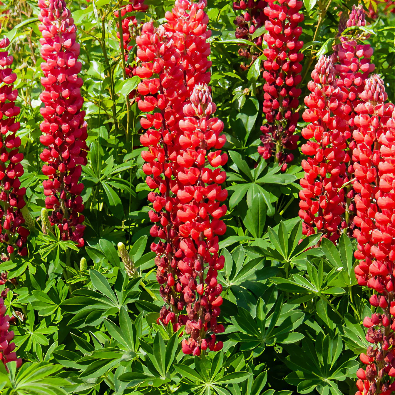 Lupin My Castle
