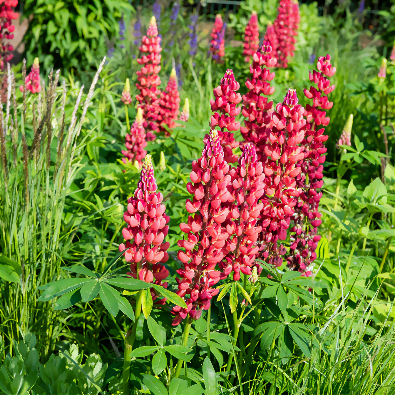 Lupin My Castle - Image 2
