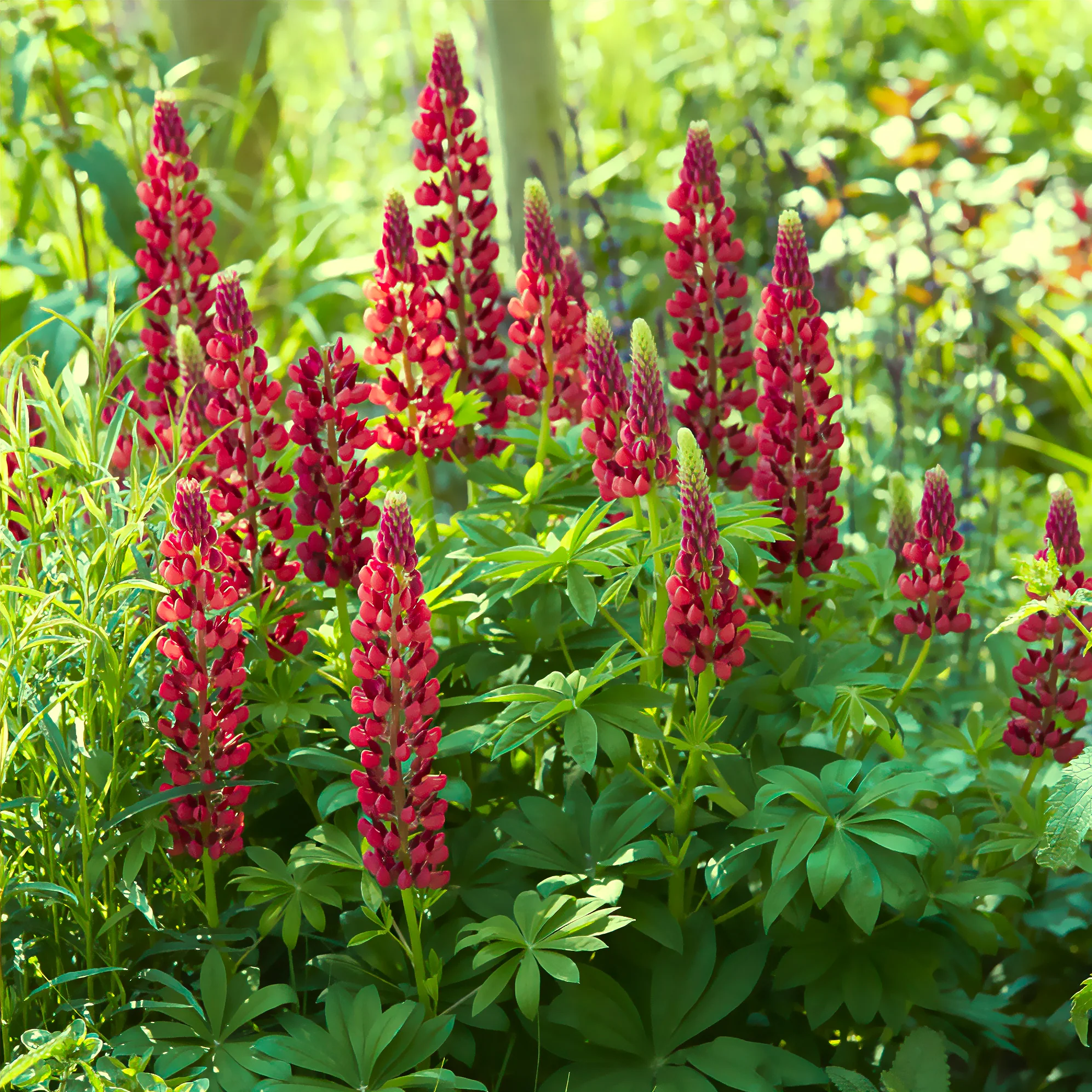 Lupin My Castle - Image 3