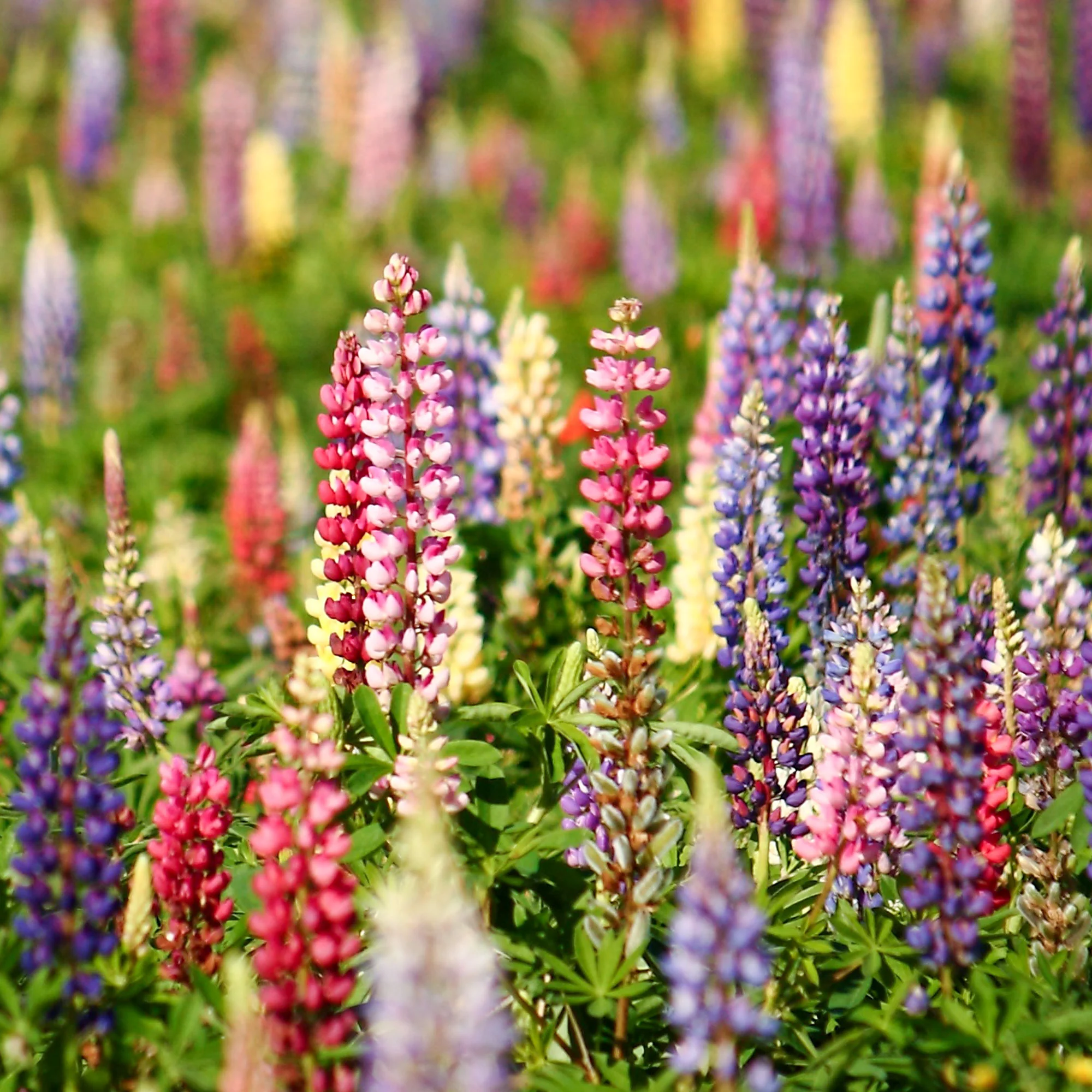 Lupins en mélange - Image 2