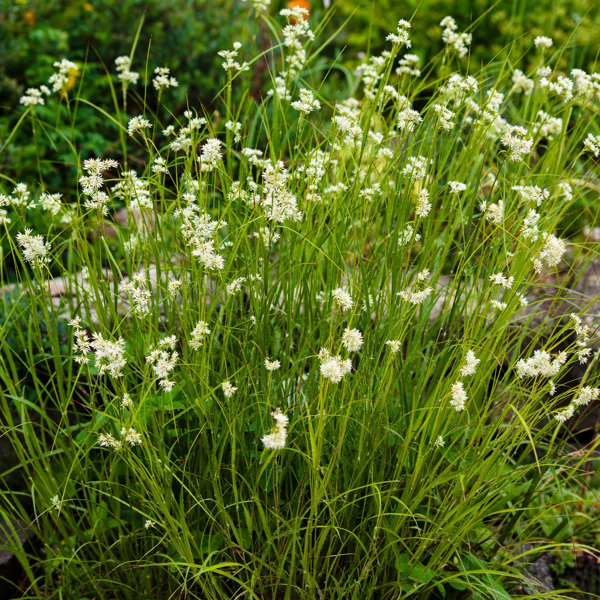 Luzule blanc de neige - Image 4