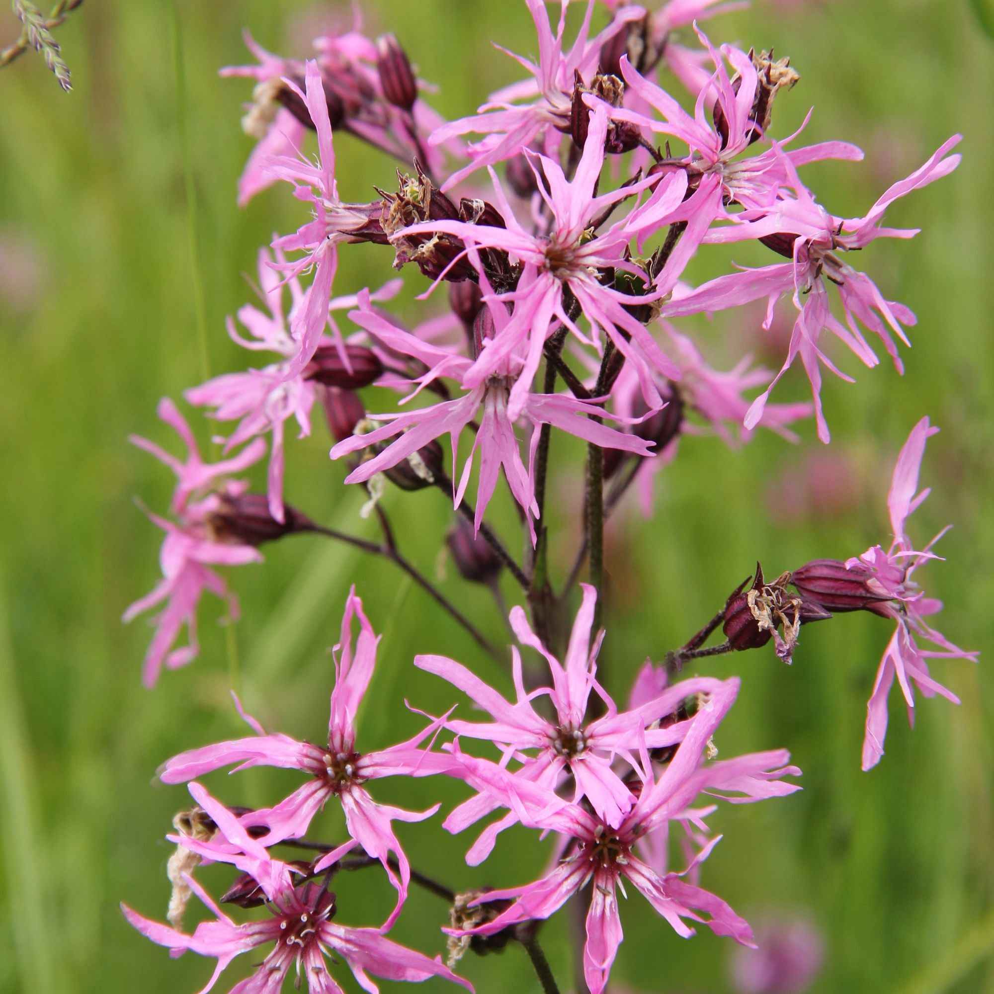 Lychnis fleur de coucou