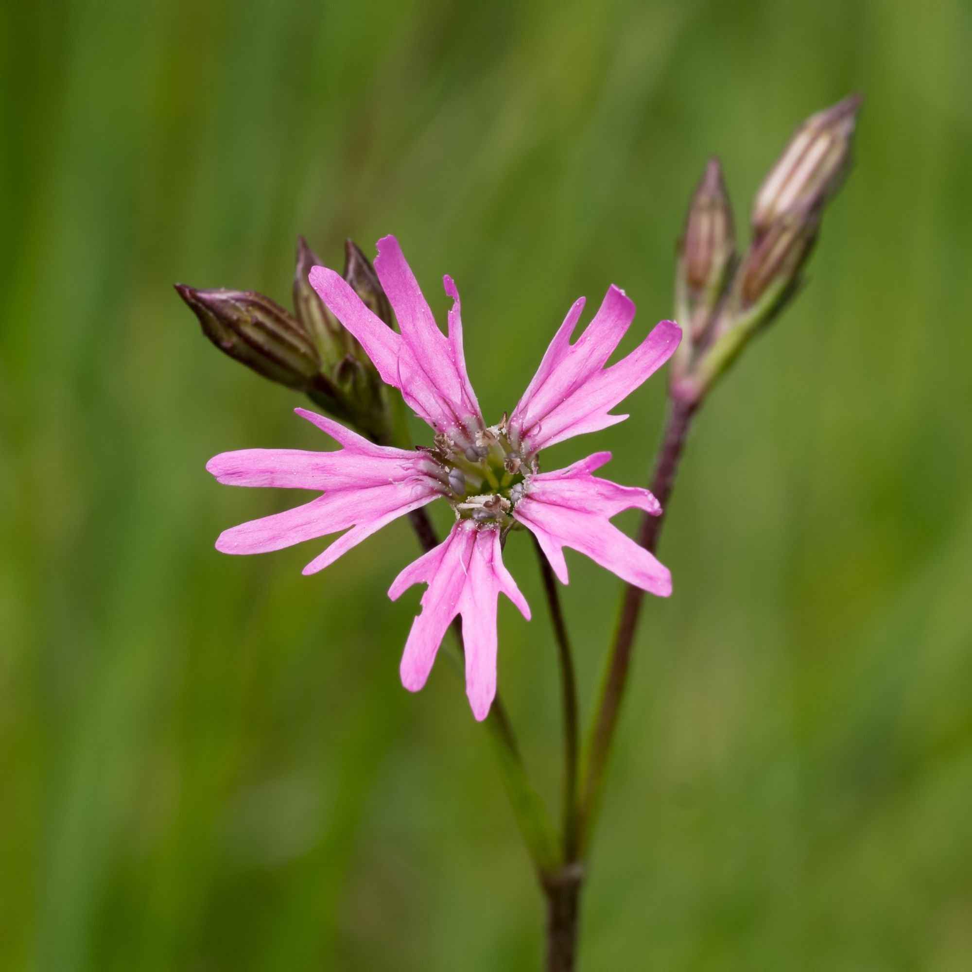 3 Lychnis flos-cuculi - Œillets des près - Image 2