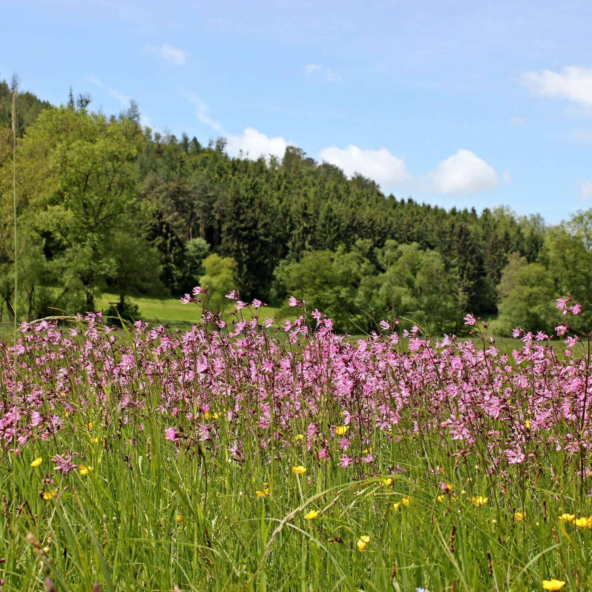3 Lychnis flos-cuculi - Œillets des près - Image 3
