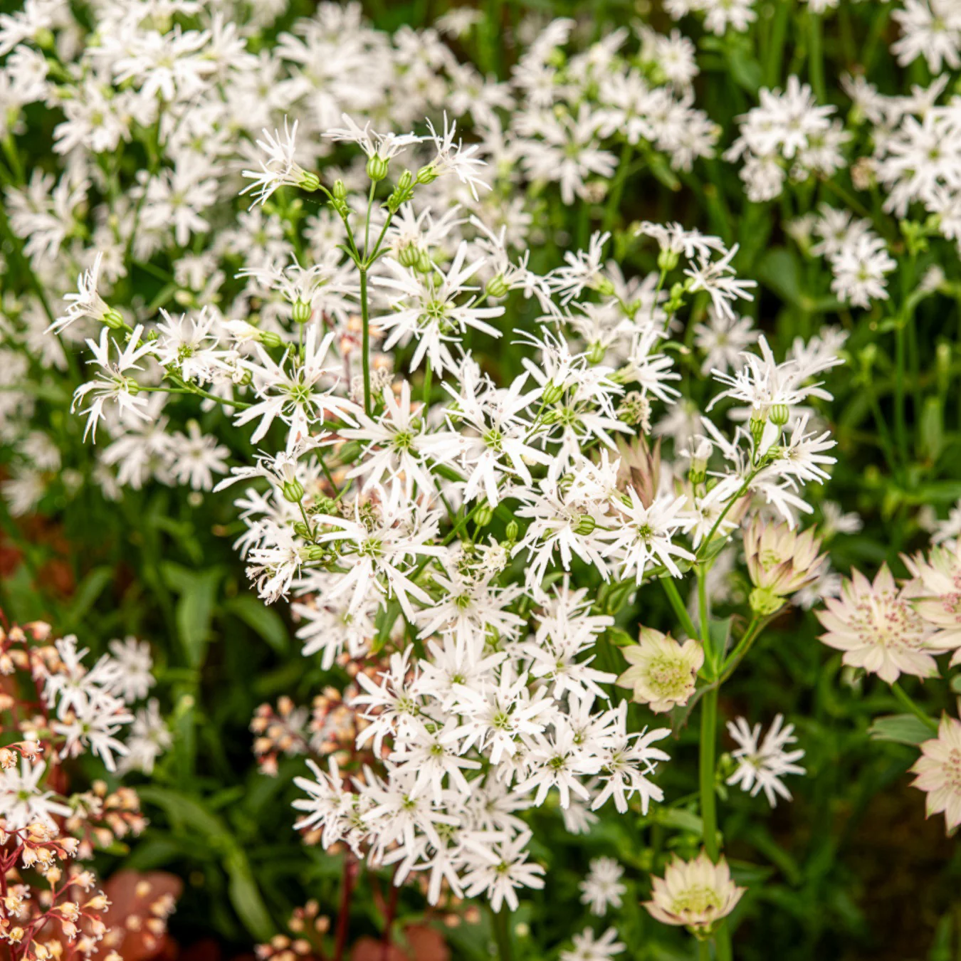 Lychnis fleur de coucou White Robin - Image 2