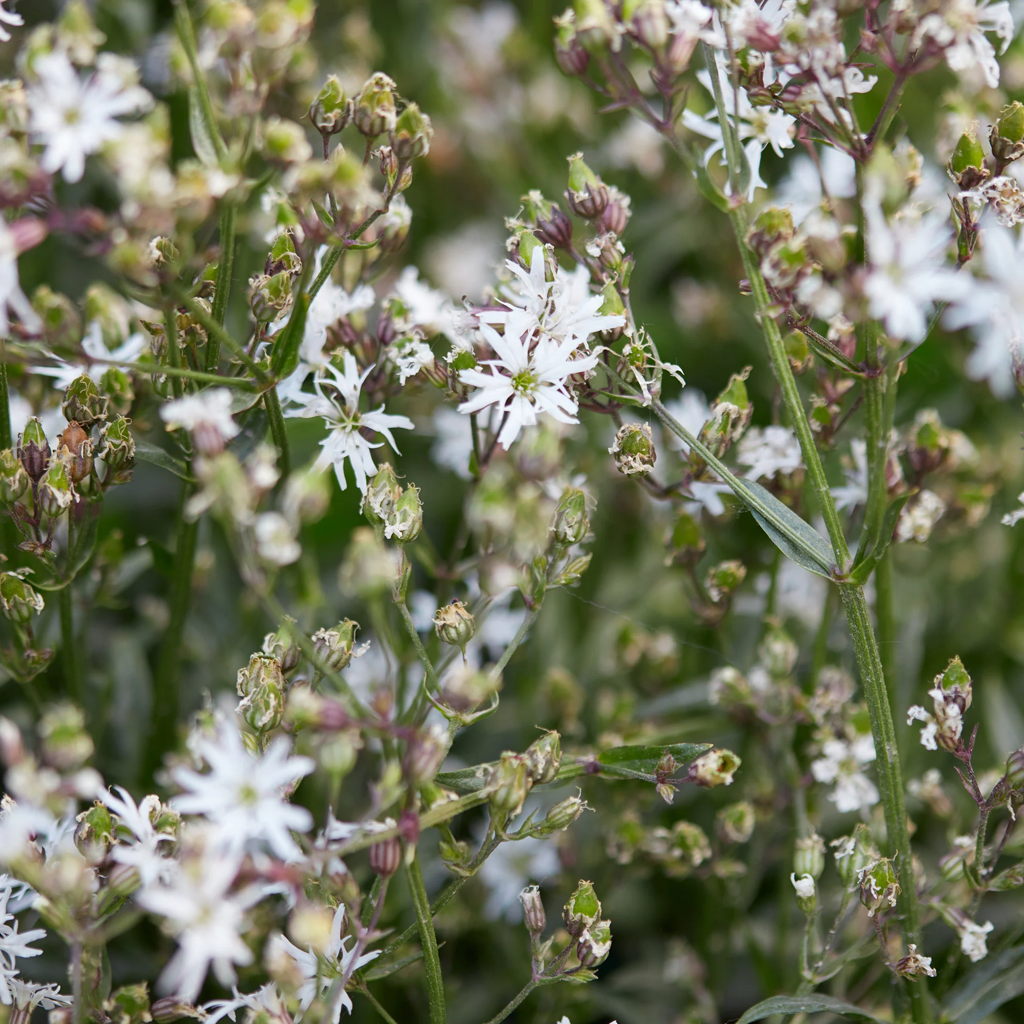 Lychnis fleur de coucou White Robin - Image 3