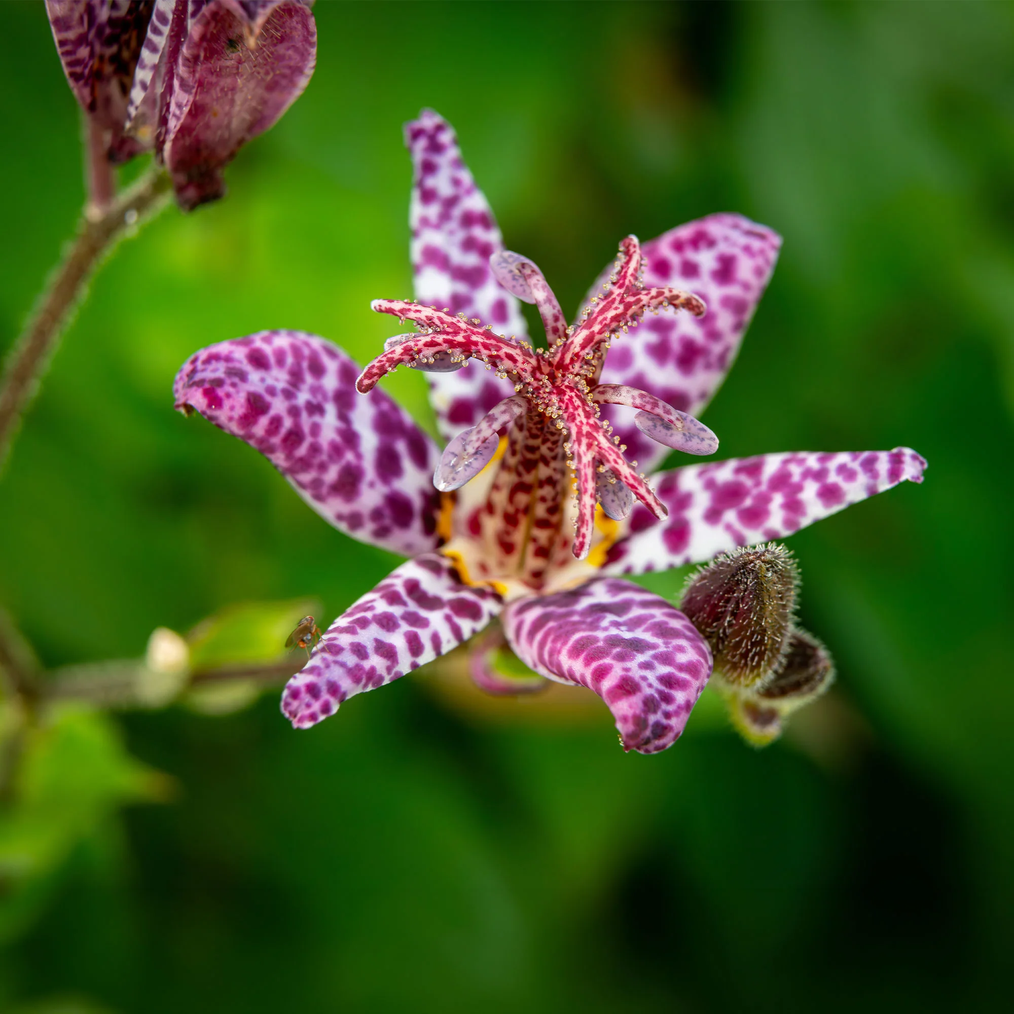 Lys crapaud Tricyrtis hirta - Biologique violet-blanc - Image 3