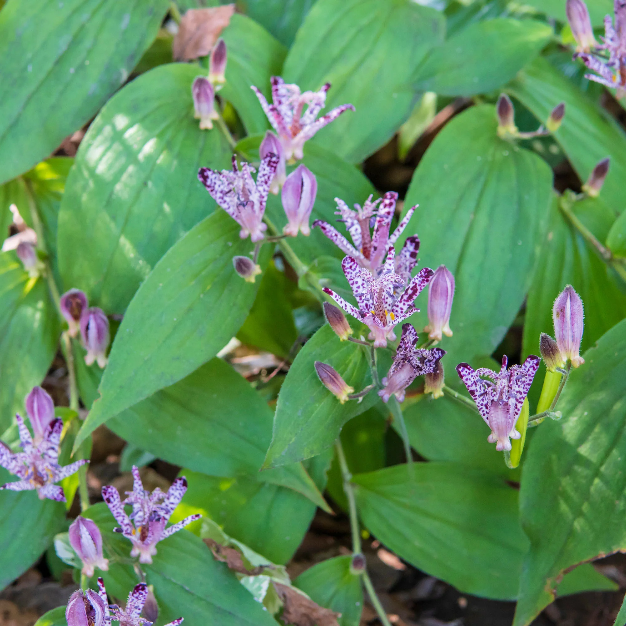 Lys crapaud Tricyrtis hirta - Biologique violet-blanc - Image 5
