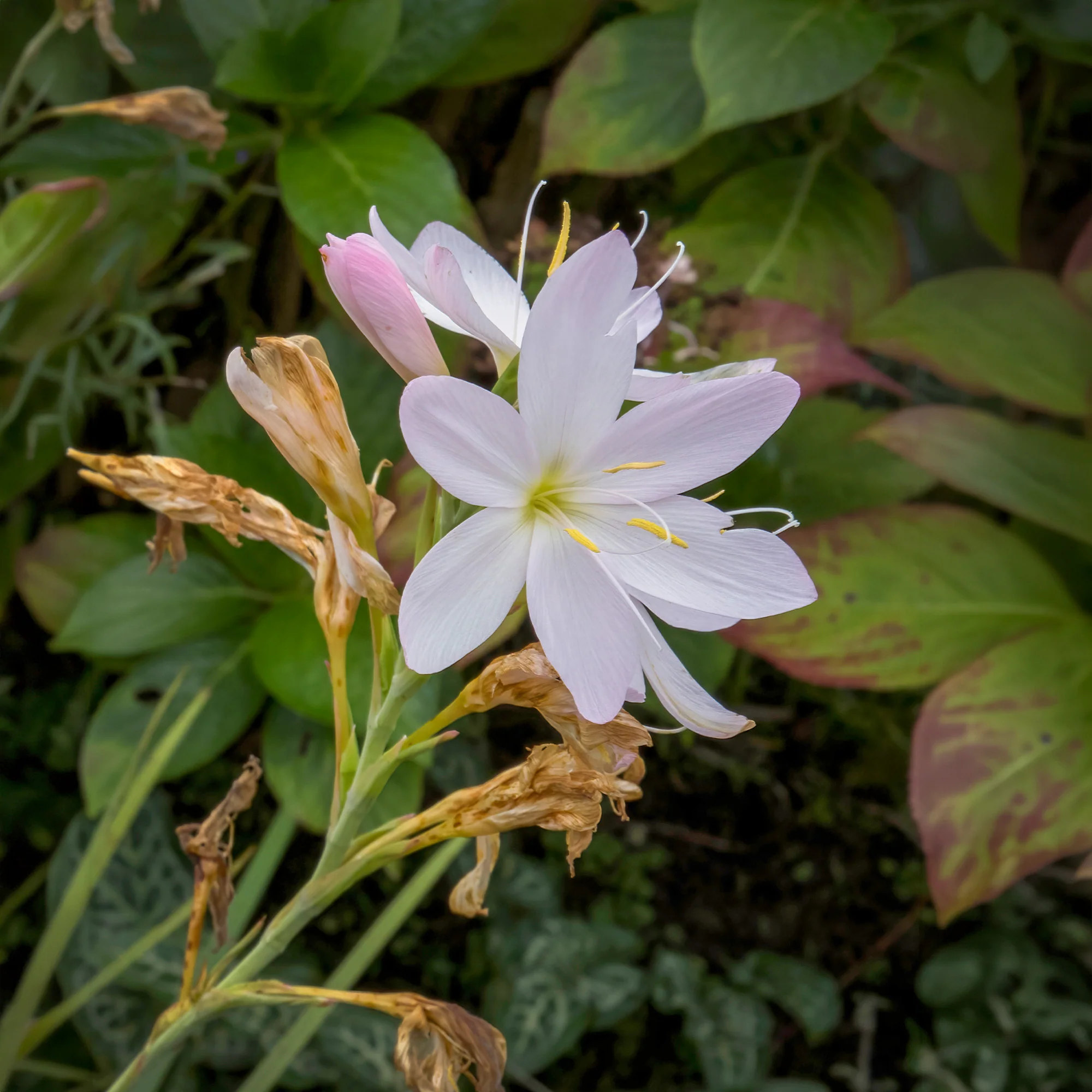 Lys des cafres blanc