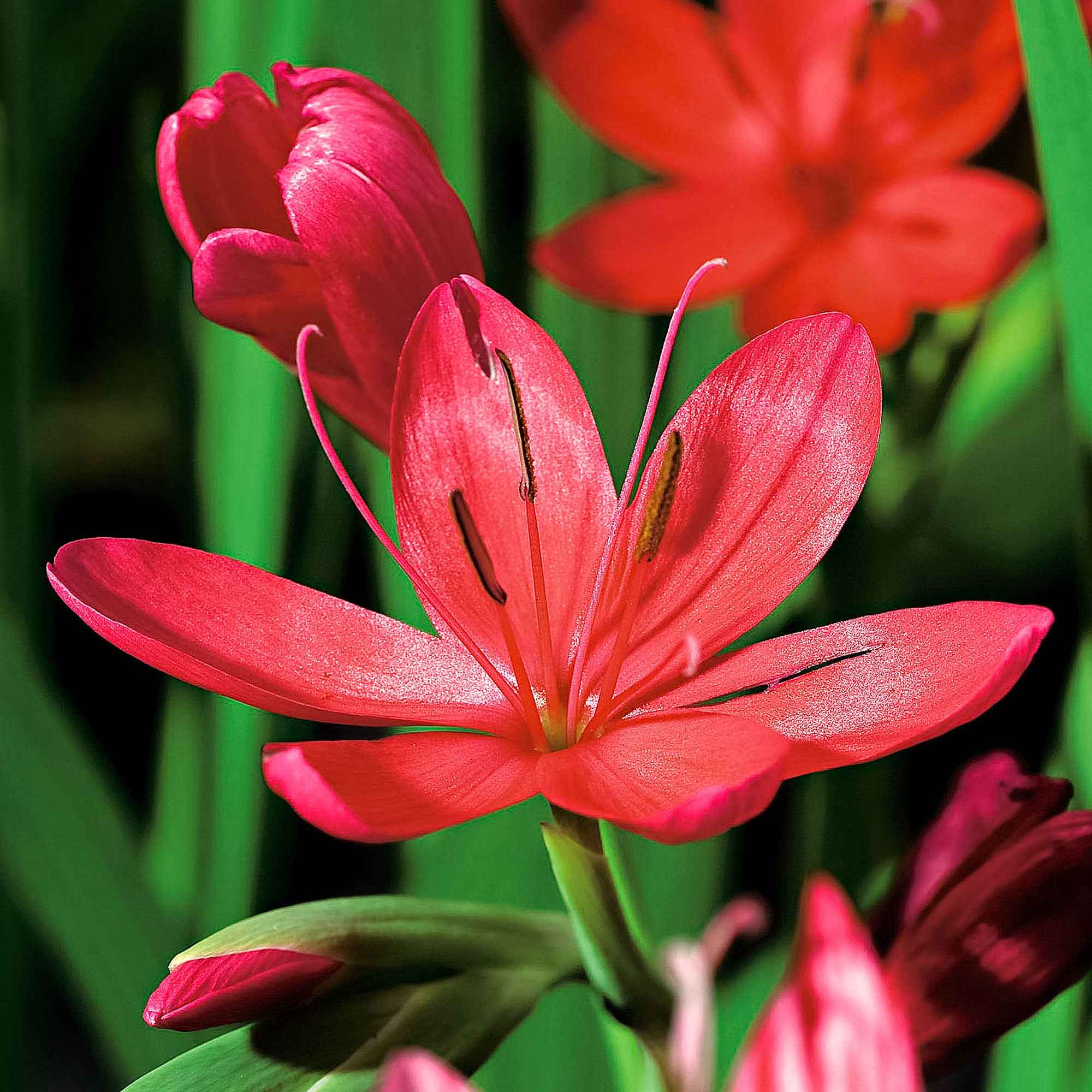 Lys des cafres 'Major' - Image 3
