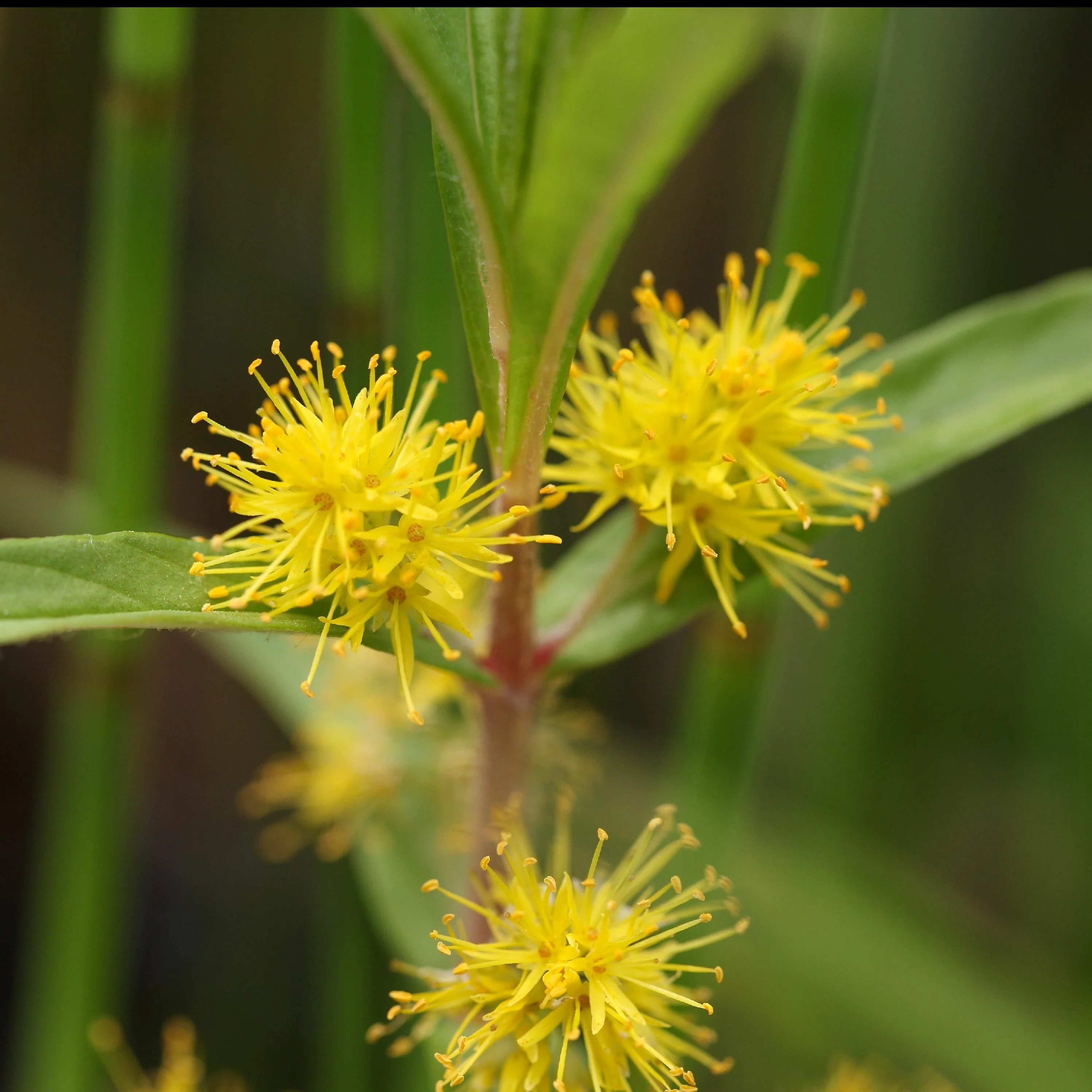 Lysimaque à fleurs en thyrse - Image 2