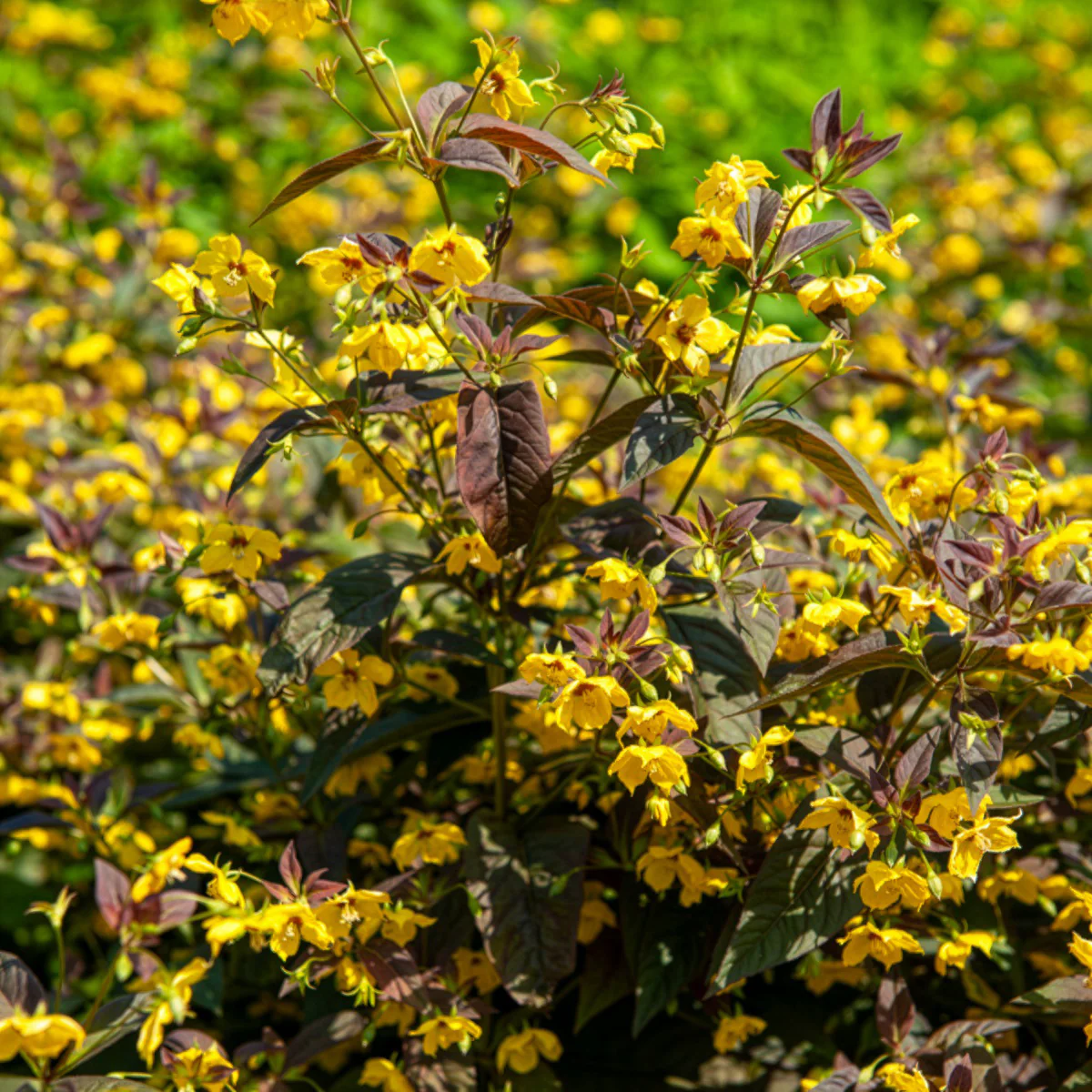 Lysimaque ciliée Firecracker - Image 6
