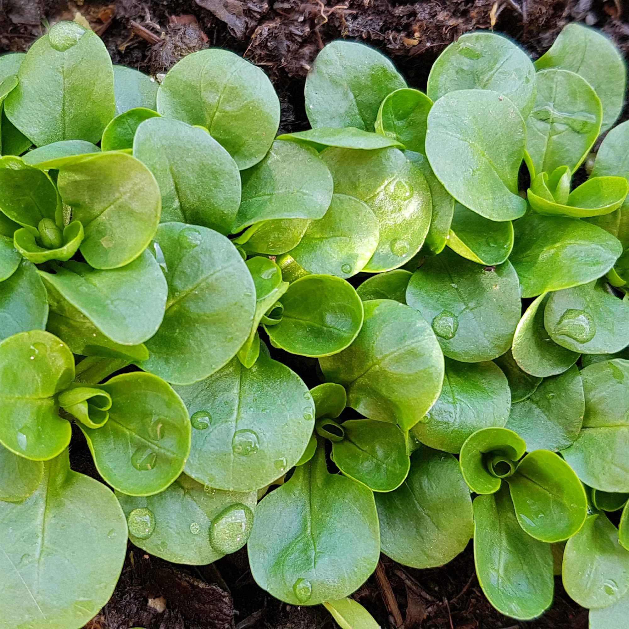 Mâche Verte à coeur plein 2 - Image 2