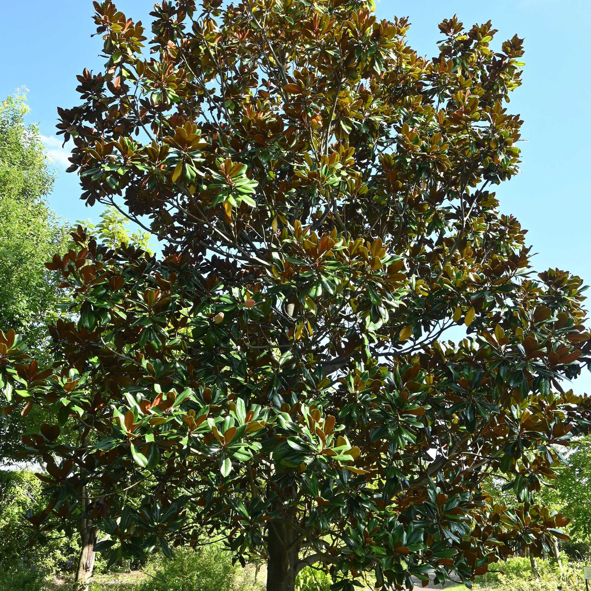 Magnolia à grandes fleurs