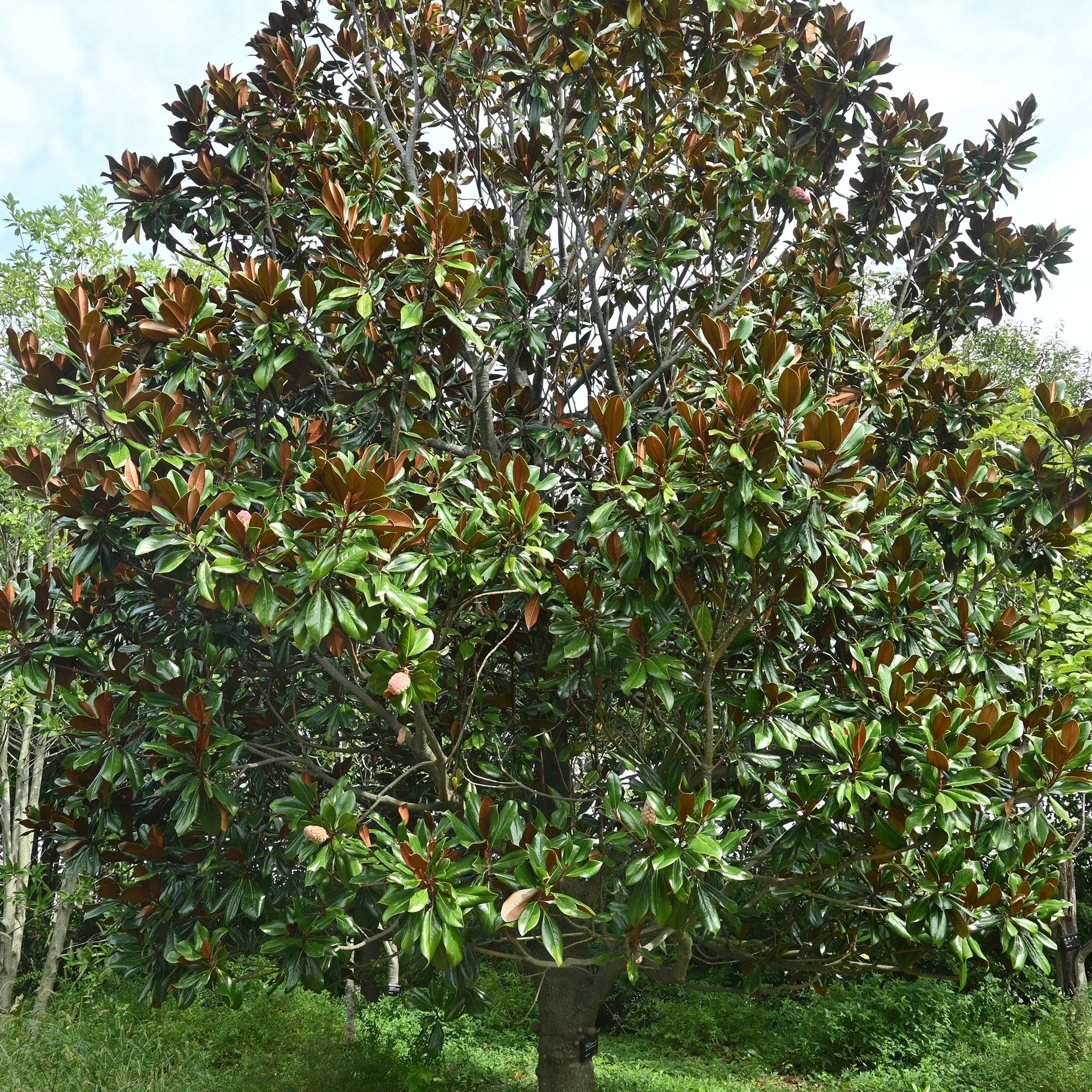 Magnolia à grandes fleurs - Image 3