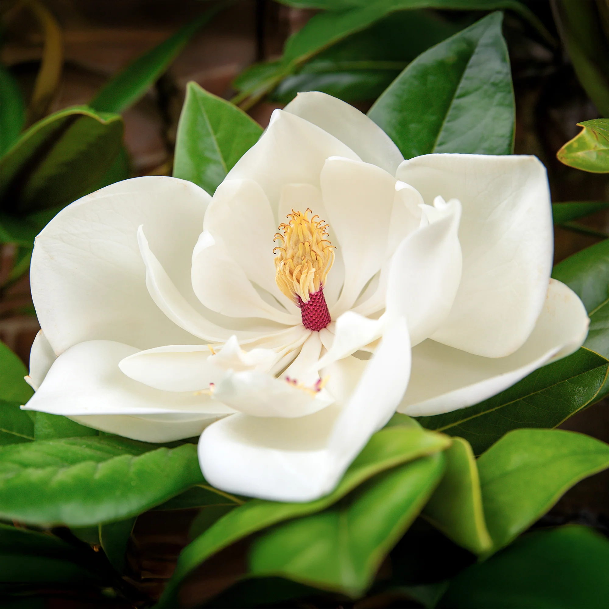 Magnolia à grandes fleurs - Image 4