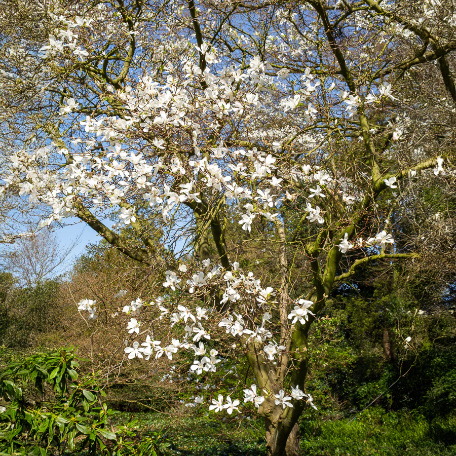 Magnolia de Kobé - Image 2