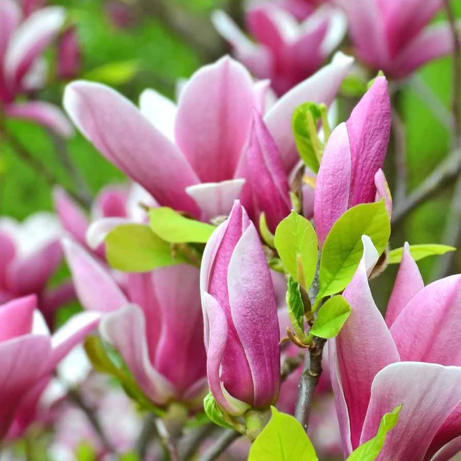 Magnolia de Soulange - Image 3