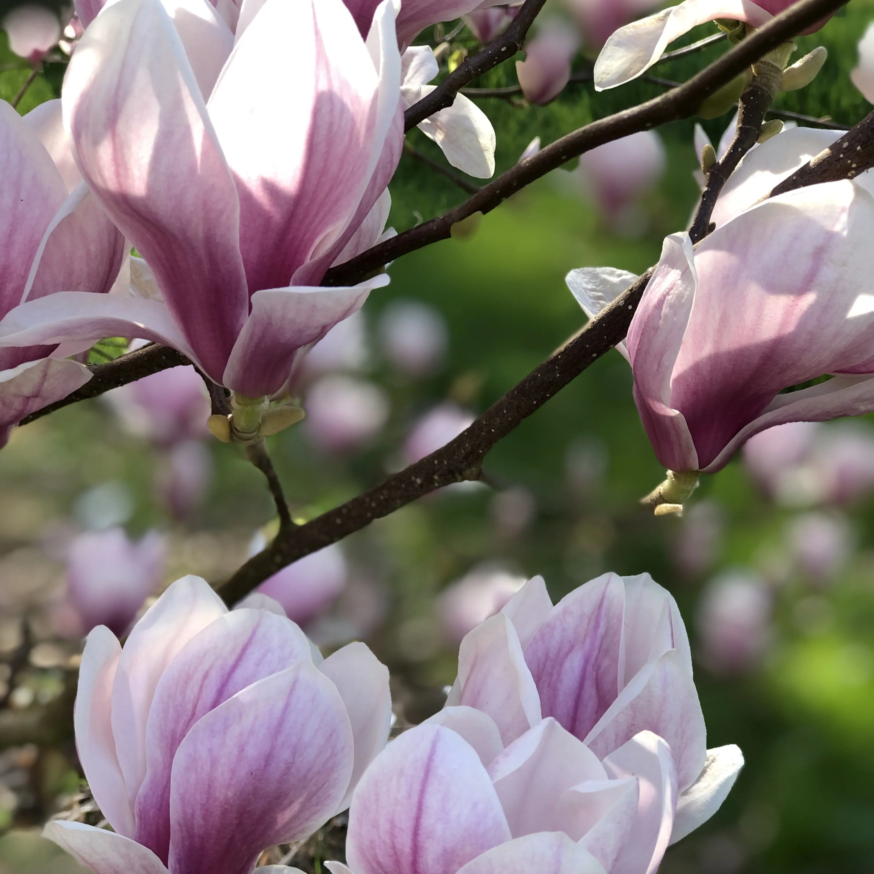 Magnolia de Soulange - Image 4
