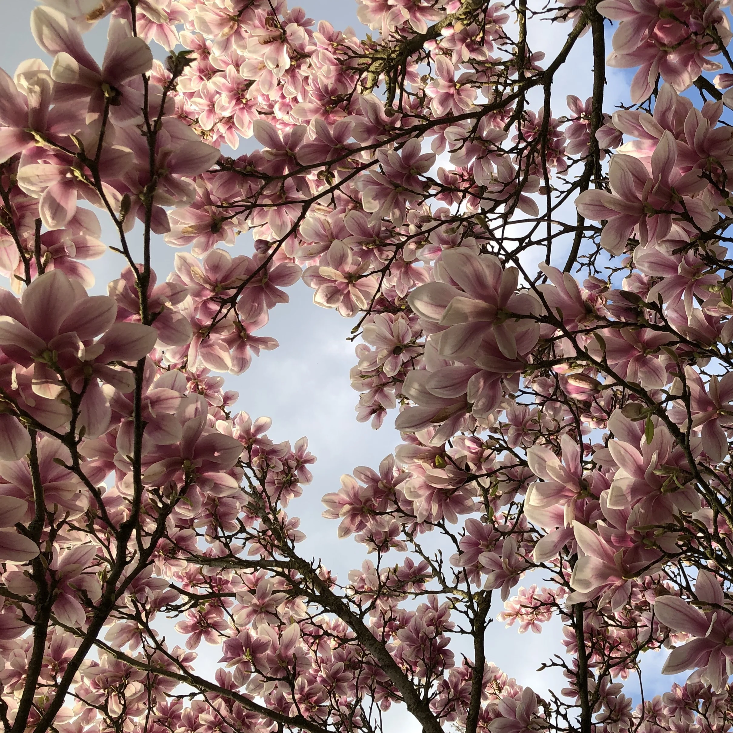 Magnolia de Soulange - Image 5