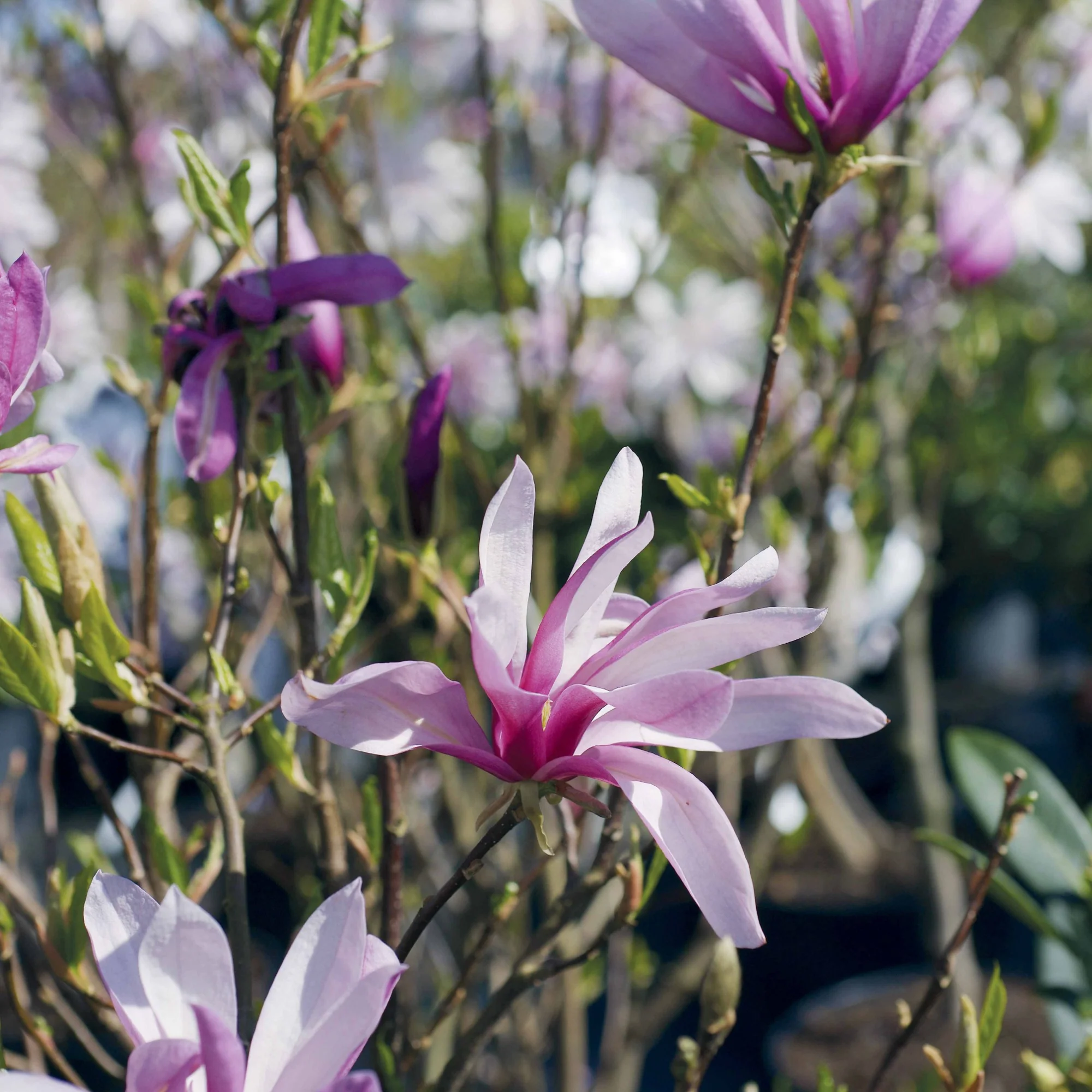 Magnolia de Soulange - Image 6