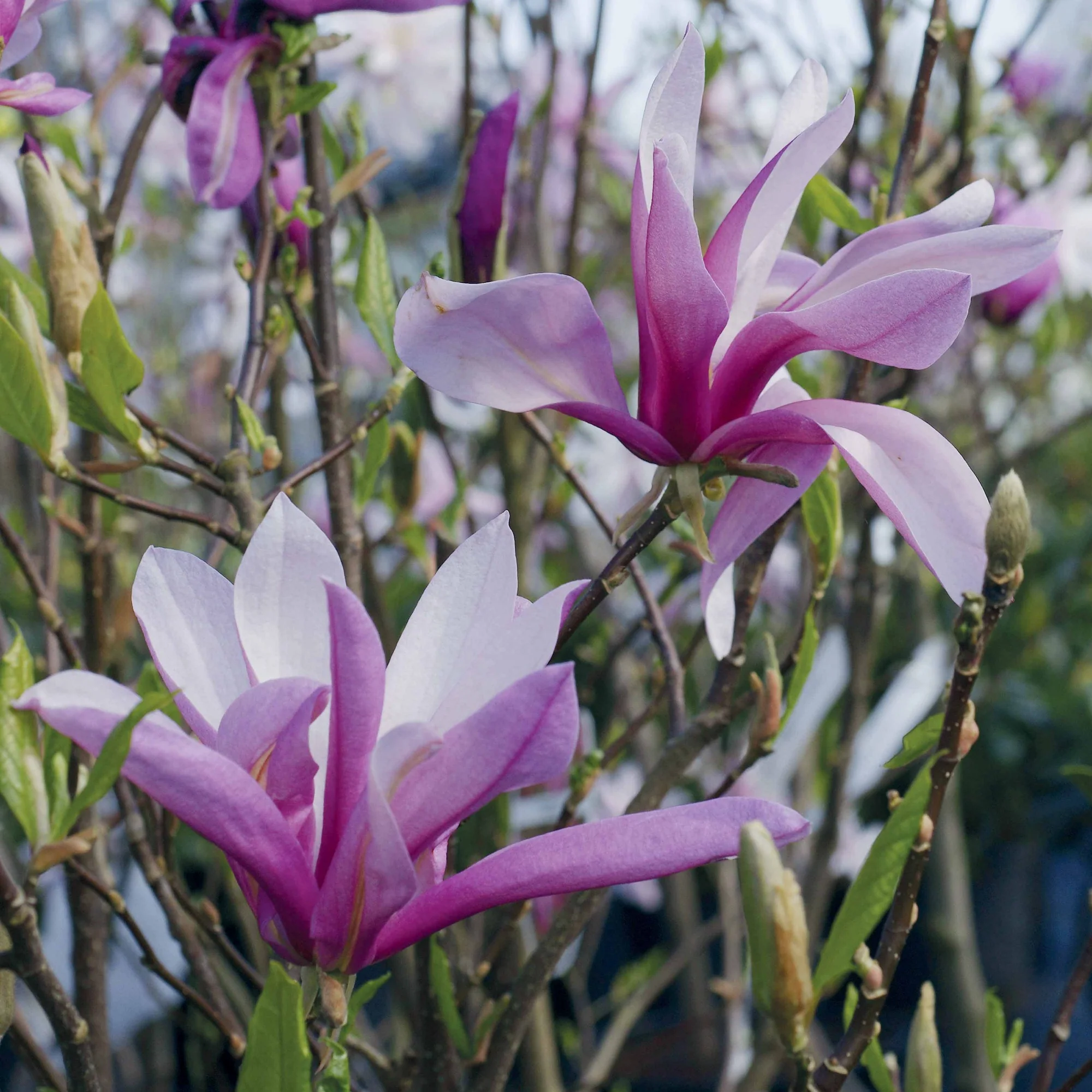 Magnolia de Soulange - Image 7