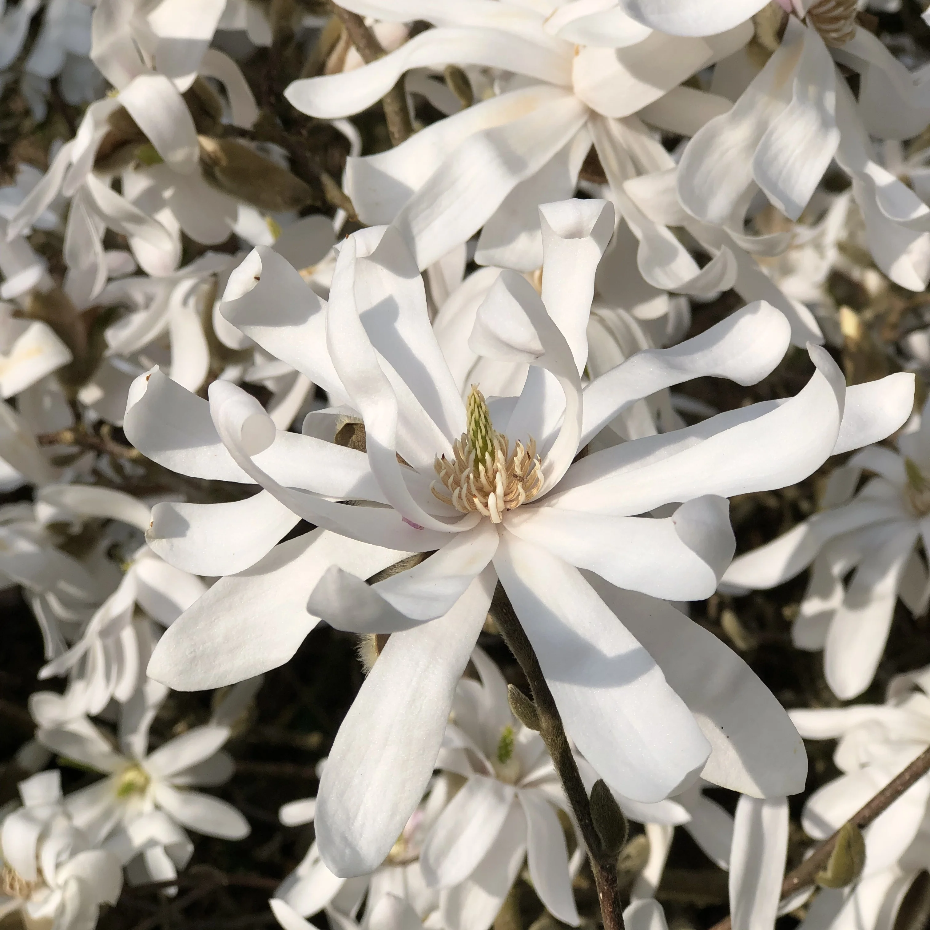 Magnolia étoilé