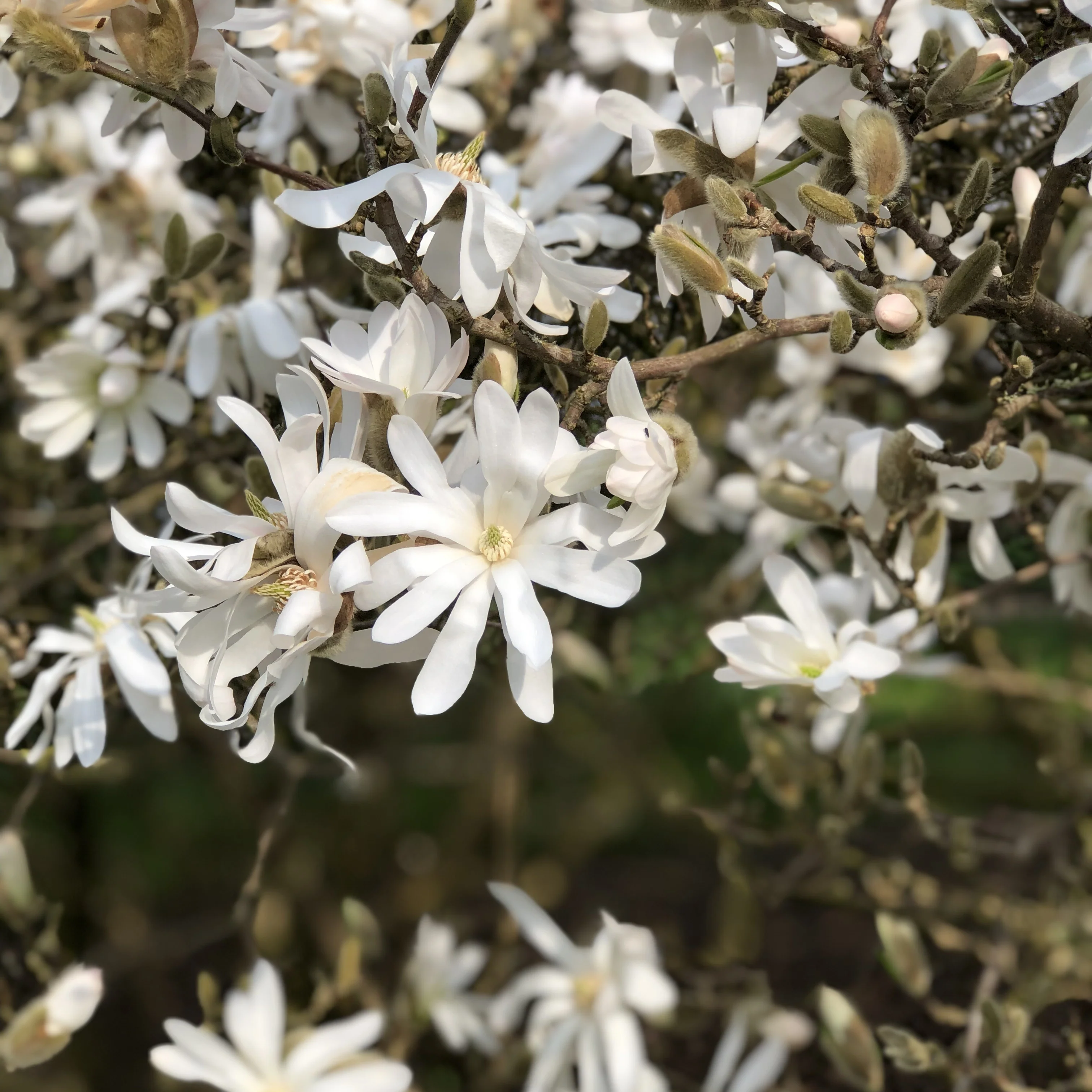 Magnolia étoilé - Image 2