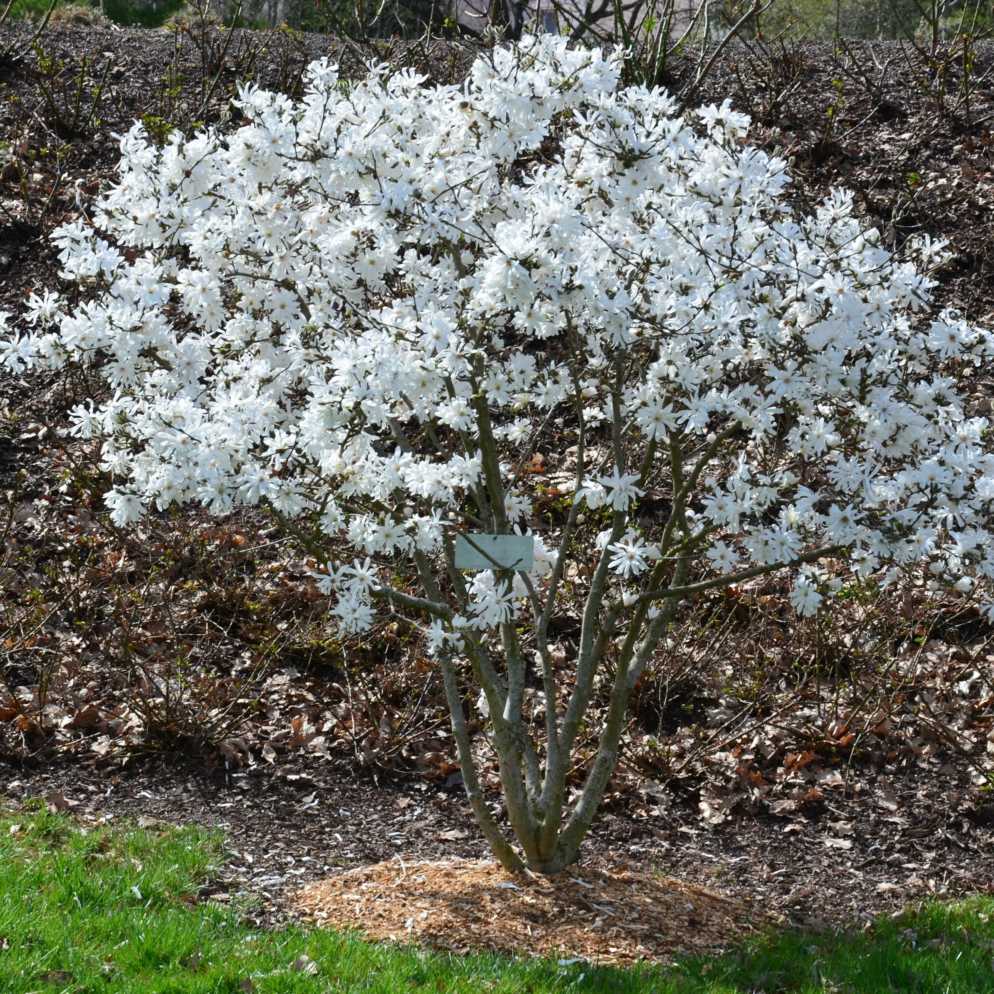 Magnolia étoilé - Image 3