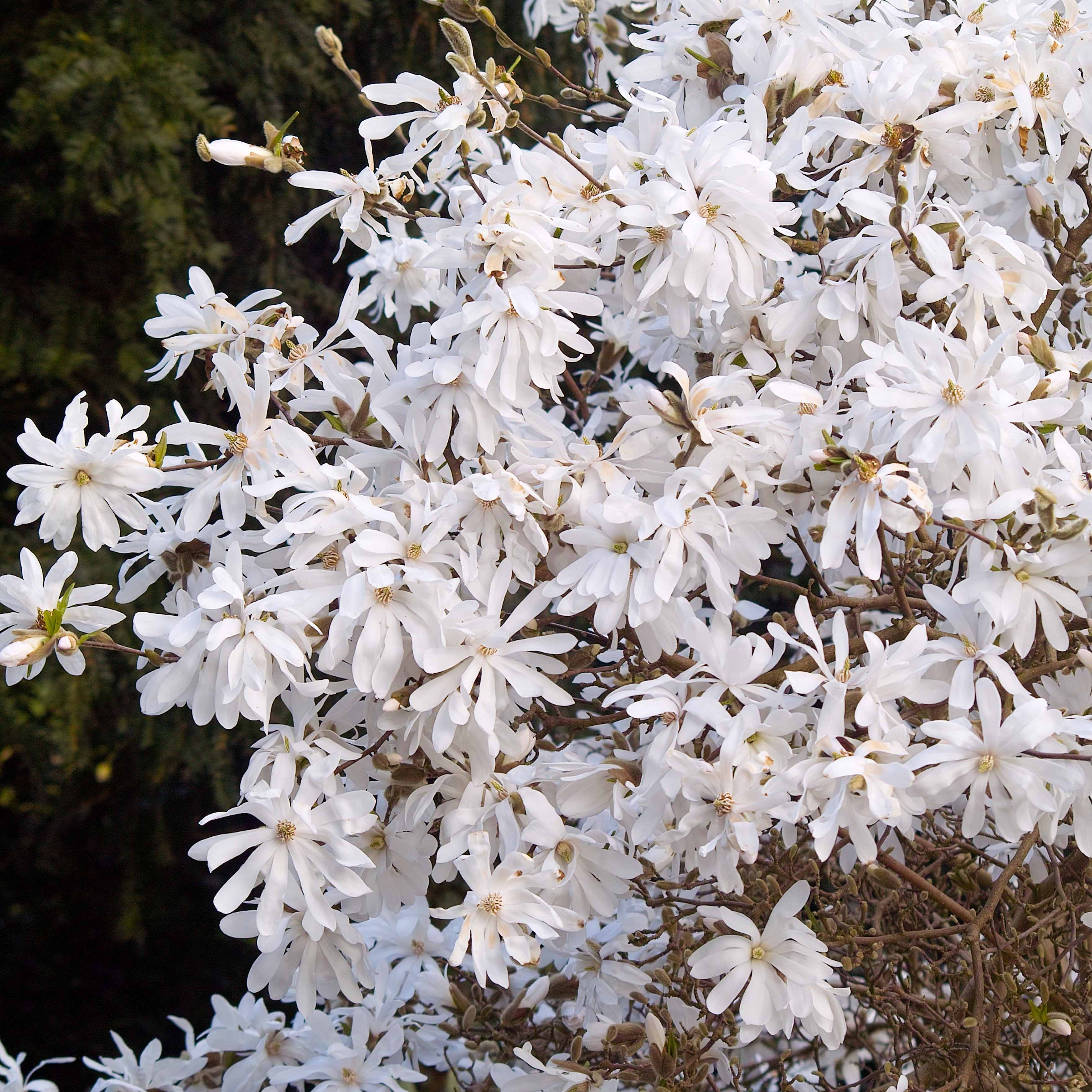 Magnolia étoilé - Image 4