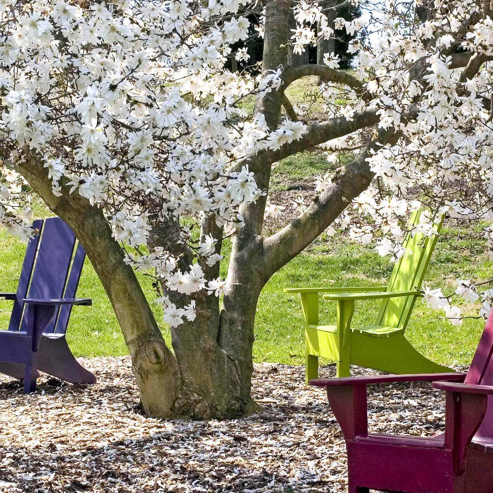Magnolia étoilé - Image 5