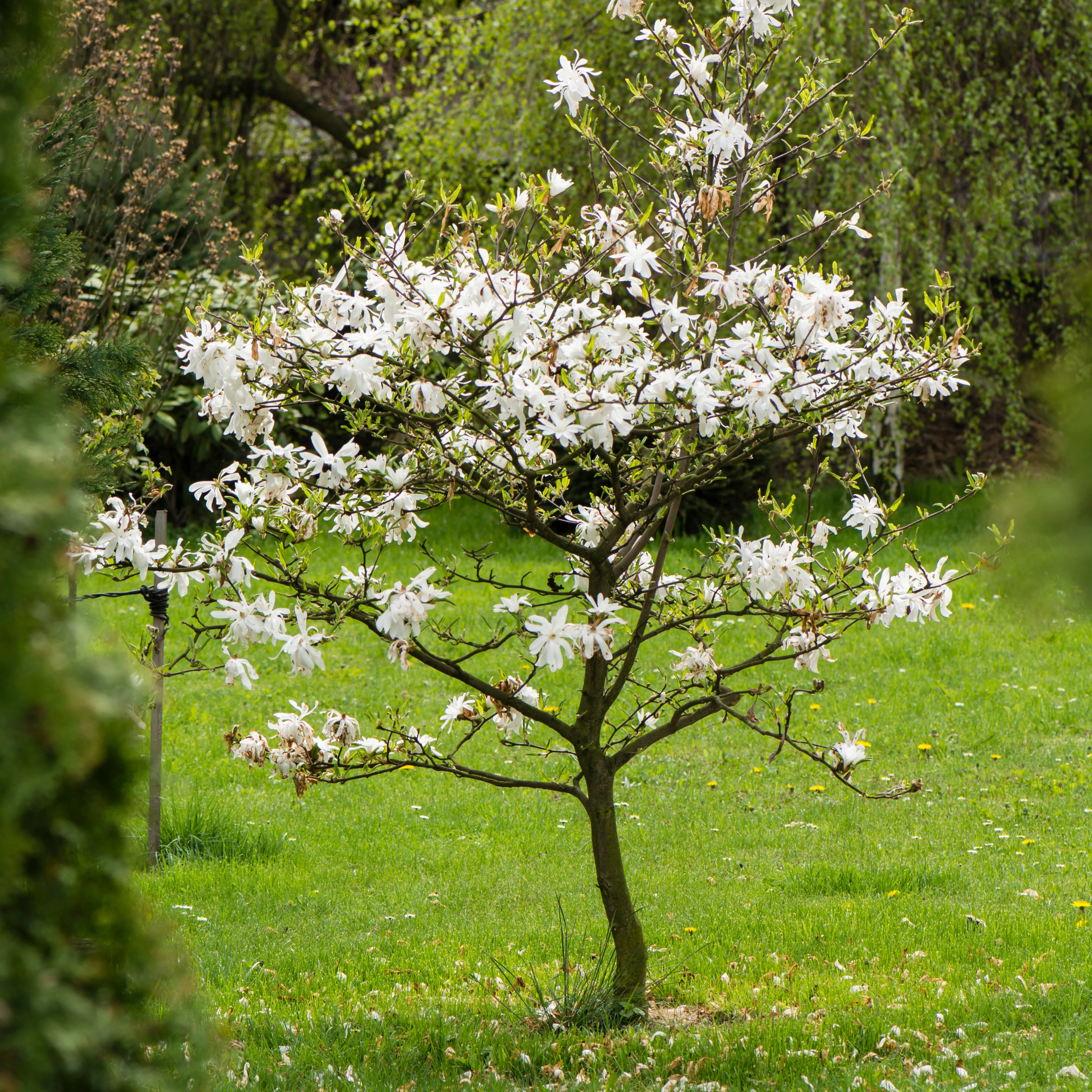 Magnolia étoilé - Image 6
