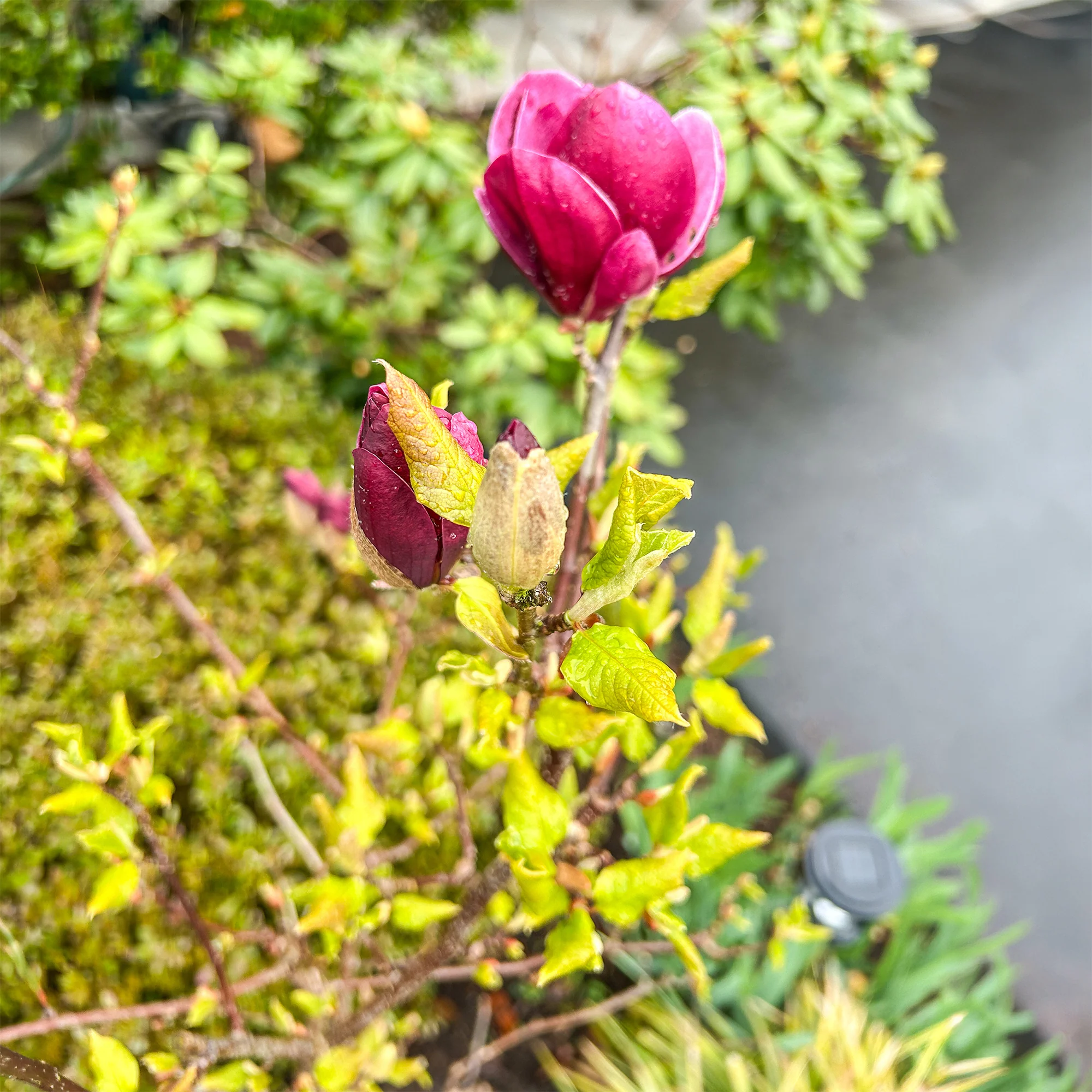 Magnolia Genie - Image 3
