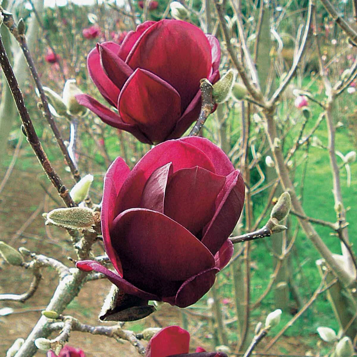 Magnolia Genie - Image 4