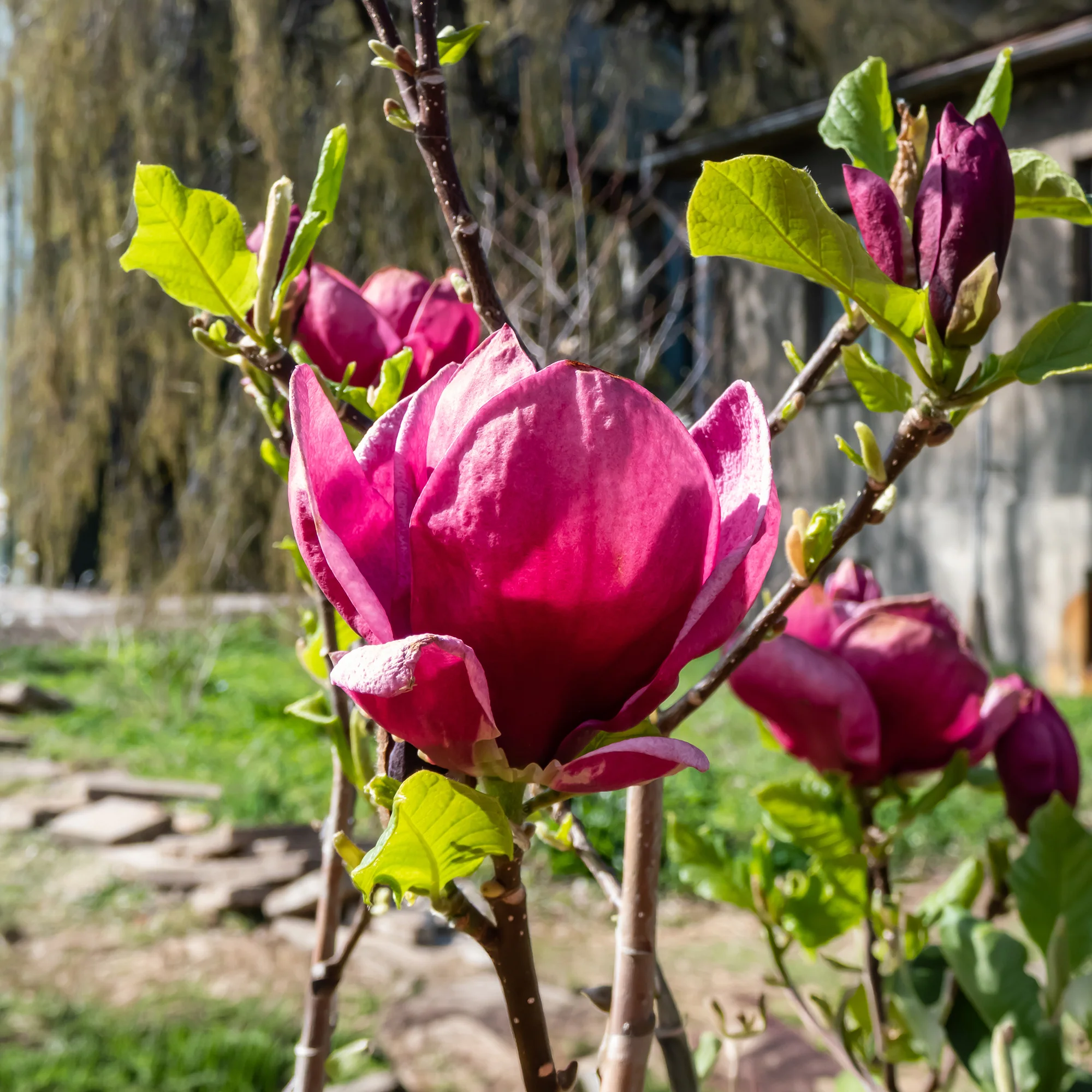 Magnolia Genie - Image 6