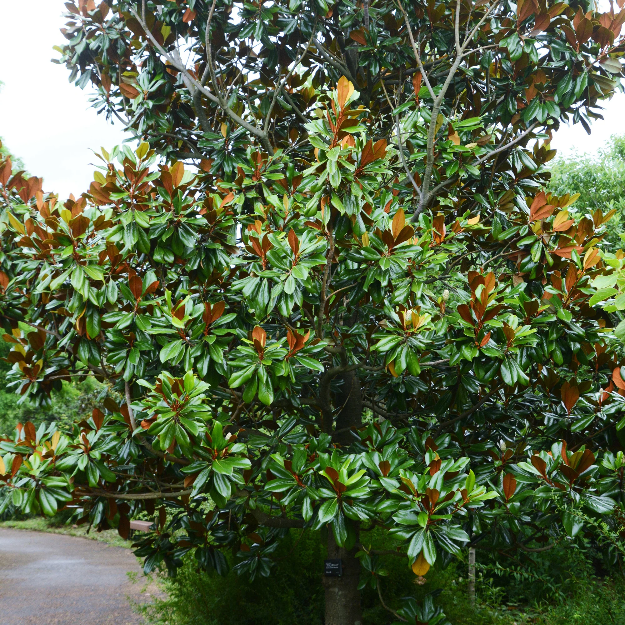 Magnolia grandiflora Alta - Image 3
