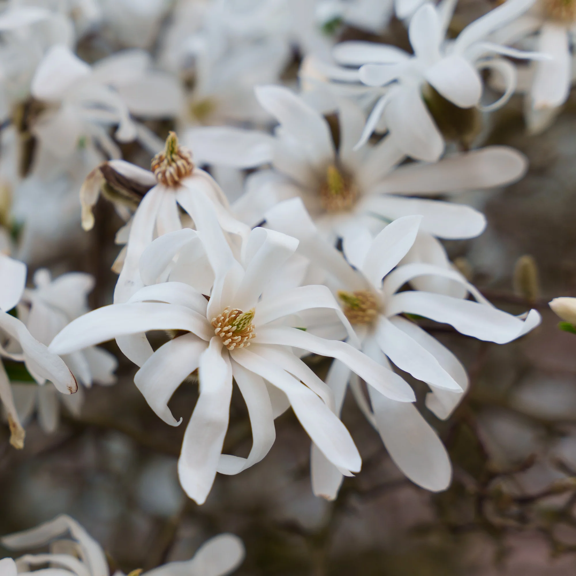 Magnolia stellata Royal Star - Image 2