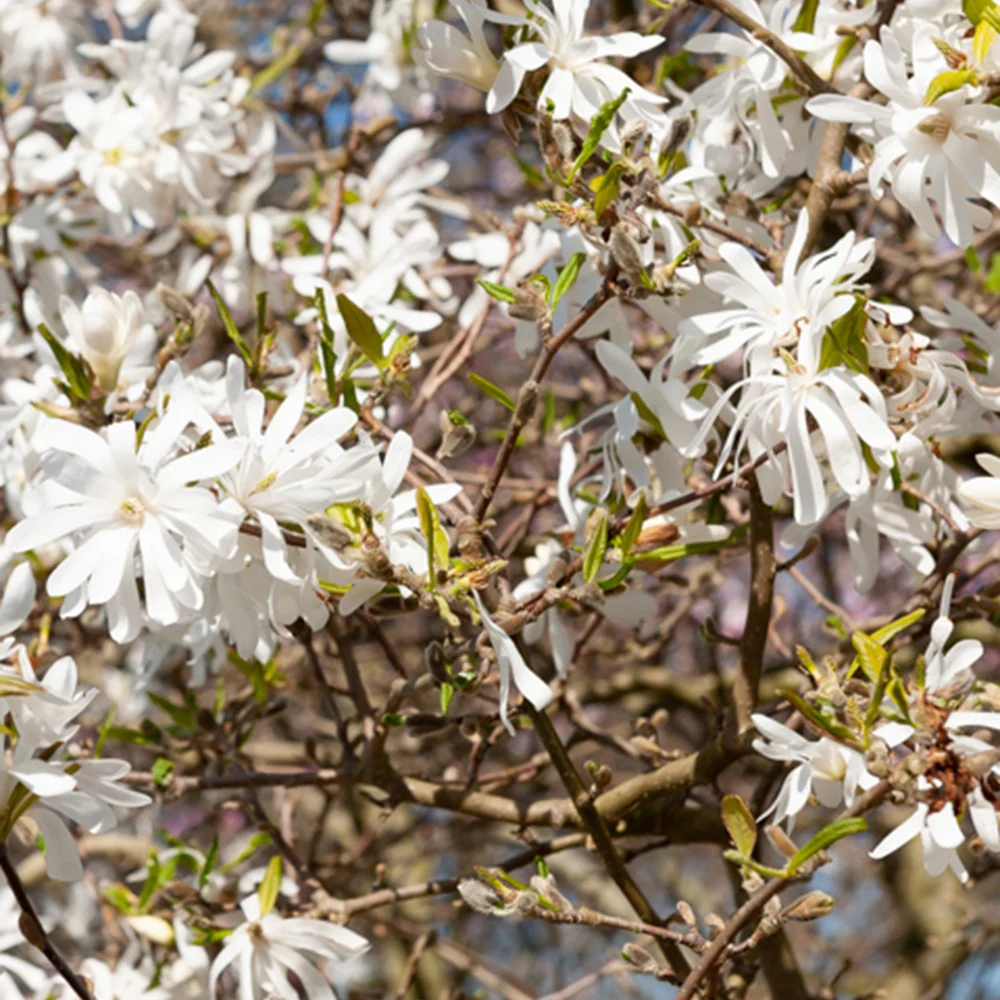 Magnolia stellata Royal Star - Image 3