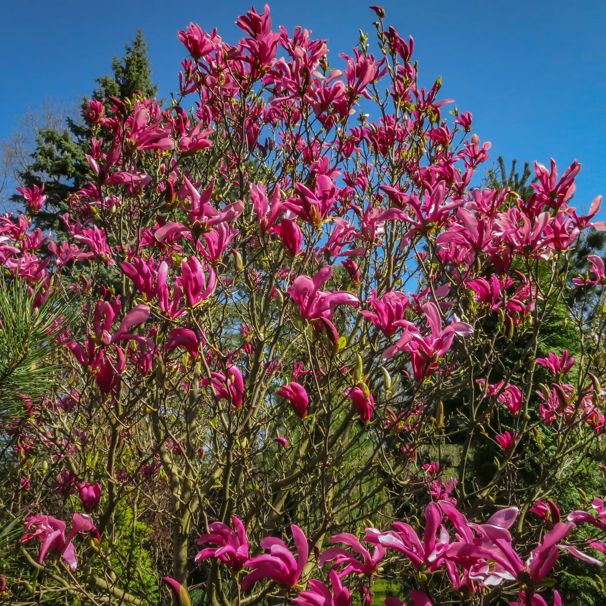 Magnolia Susan - Image 2