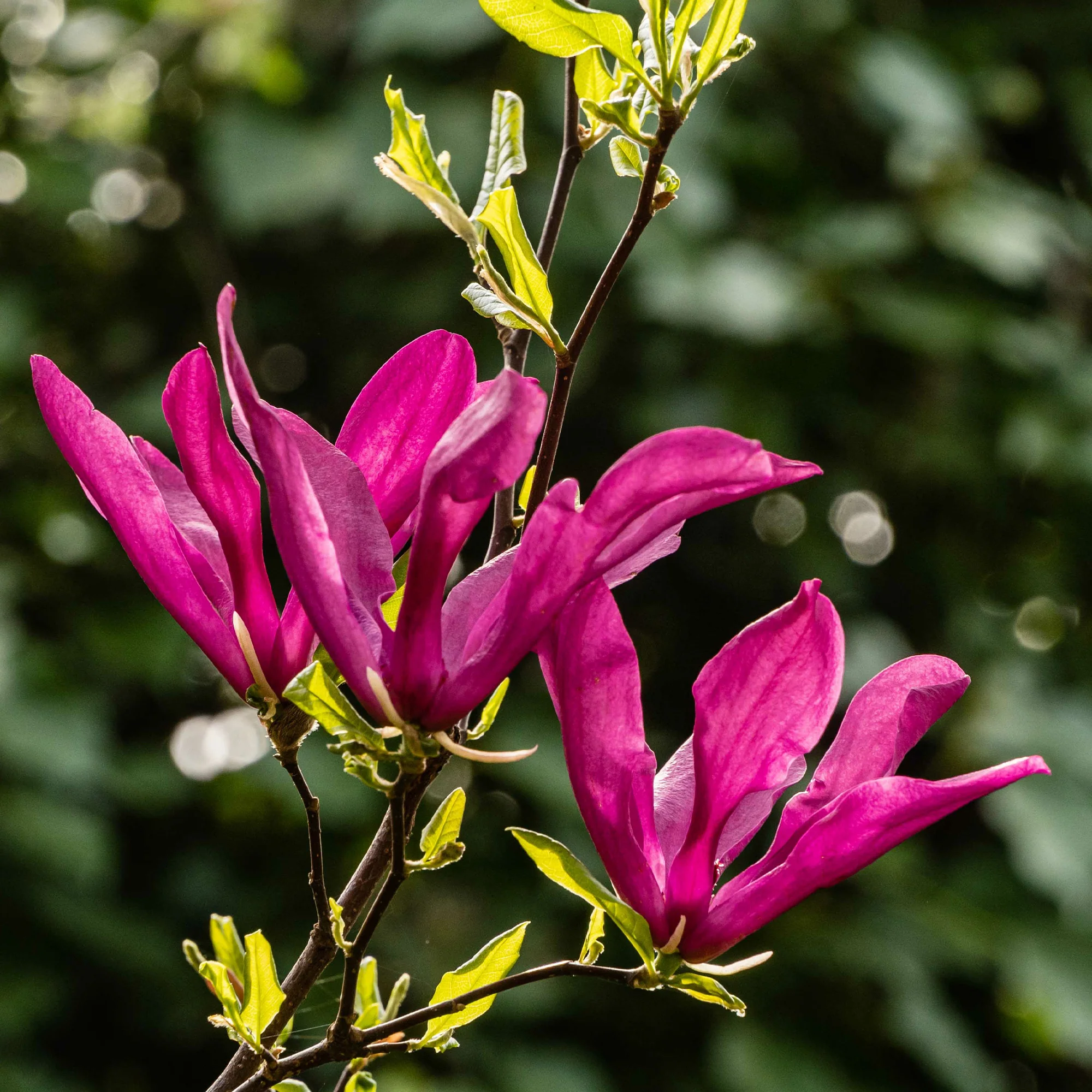 Magnolia Susan - Image 3
