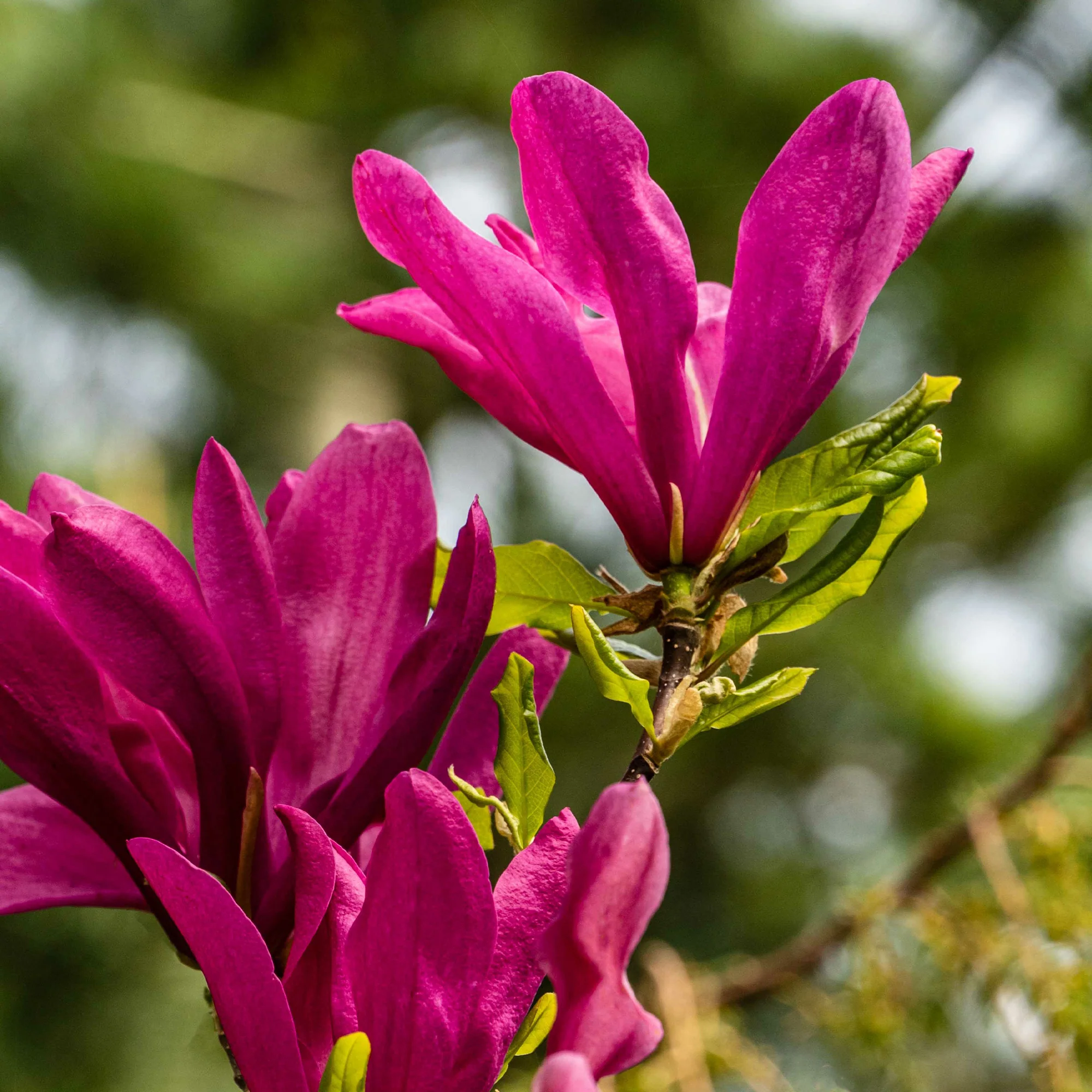 Magnolia Susan - Image 4