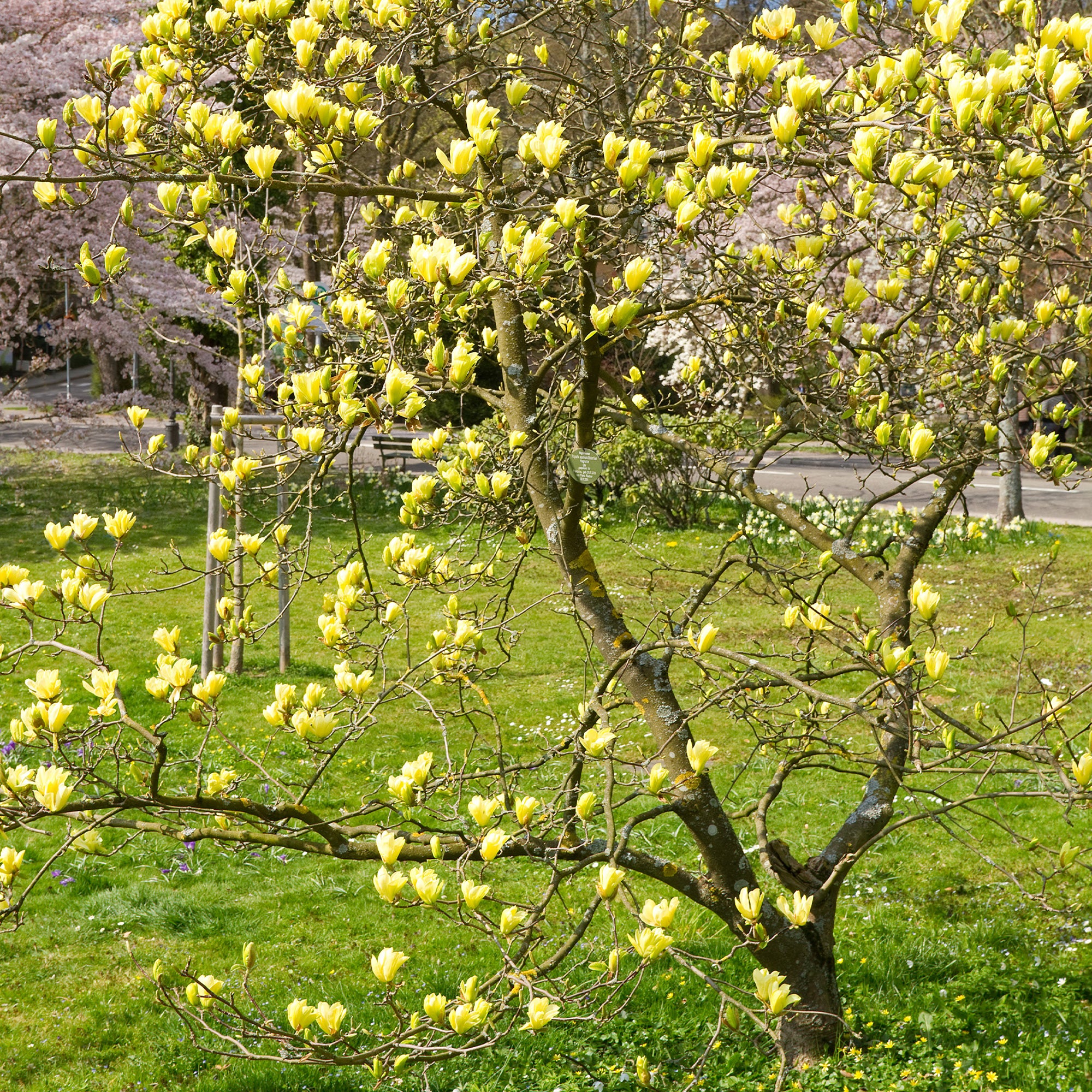 Magnolia Yellow Lantern - Image 2