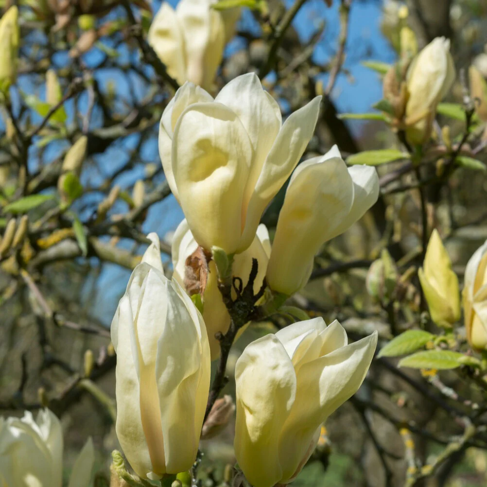 Magnolia Yellow Lantern - Image 3