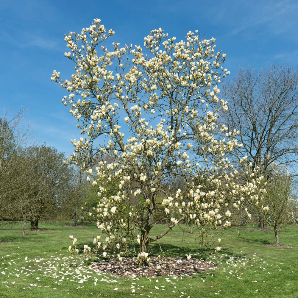 Magnolia Yellow Lantern - Image 4